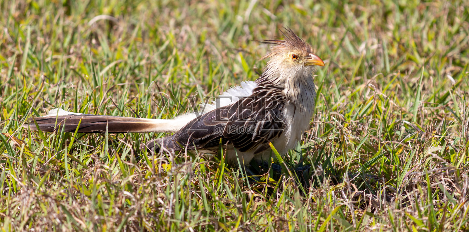 圭拉杜鹃的照片。这只鸟是在巴西南大岛Xangri-lá的海滩上被发现的。照片摄影图片