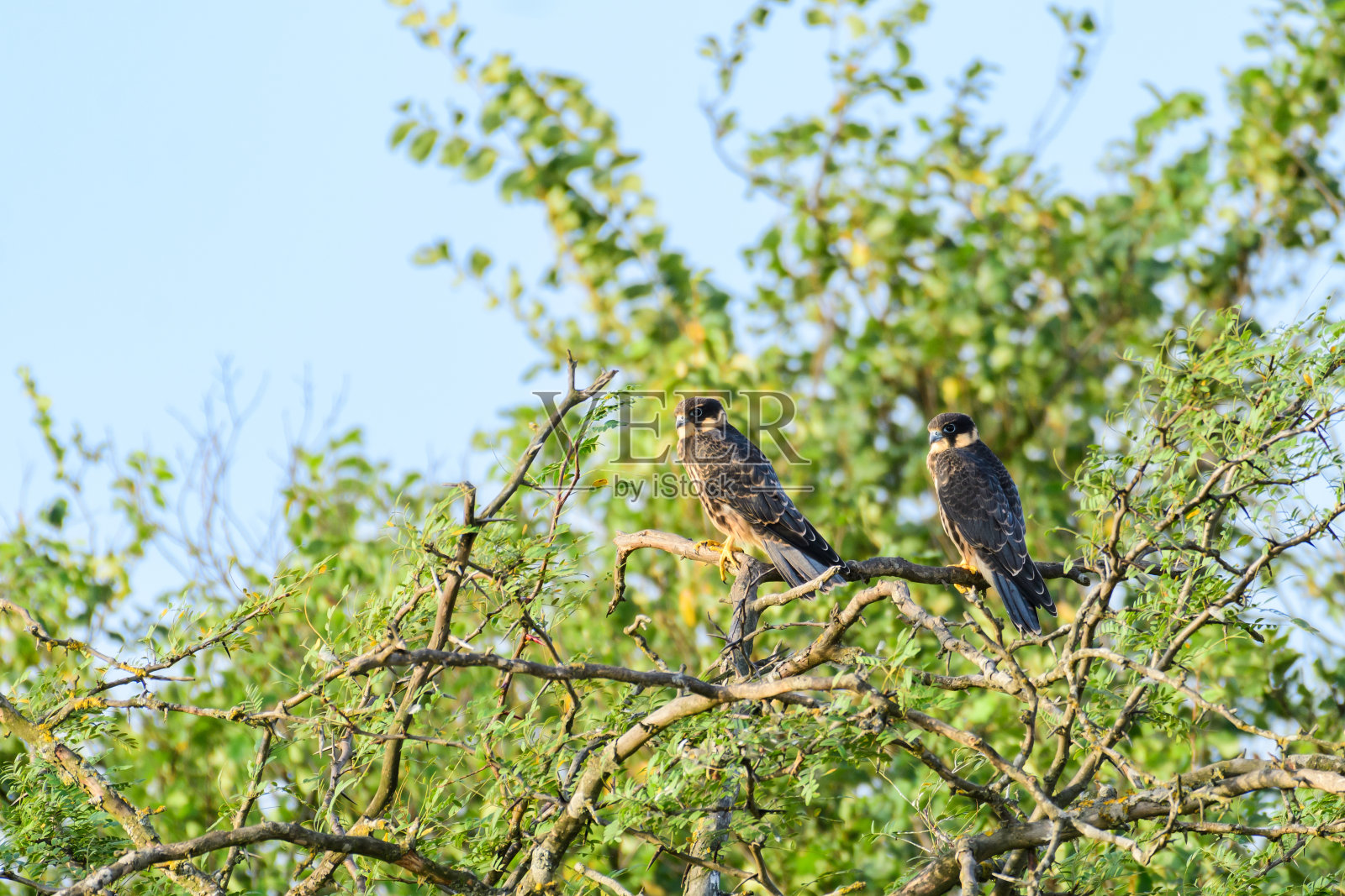 鸟爱好Falco subbuteo。在野外照片摄影图片