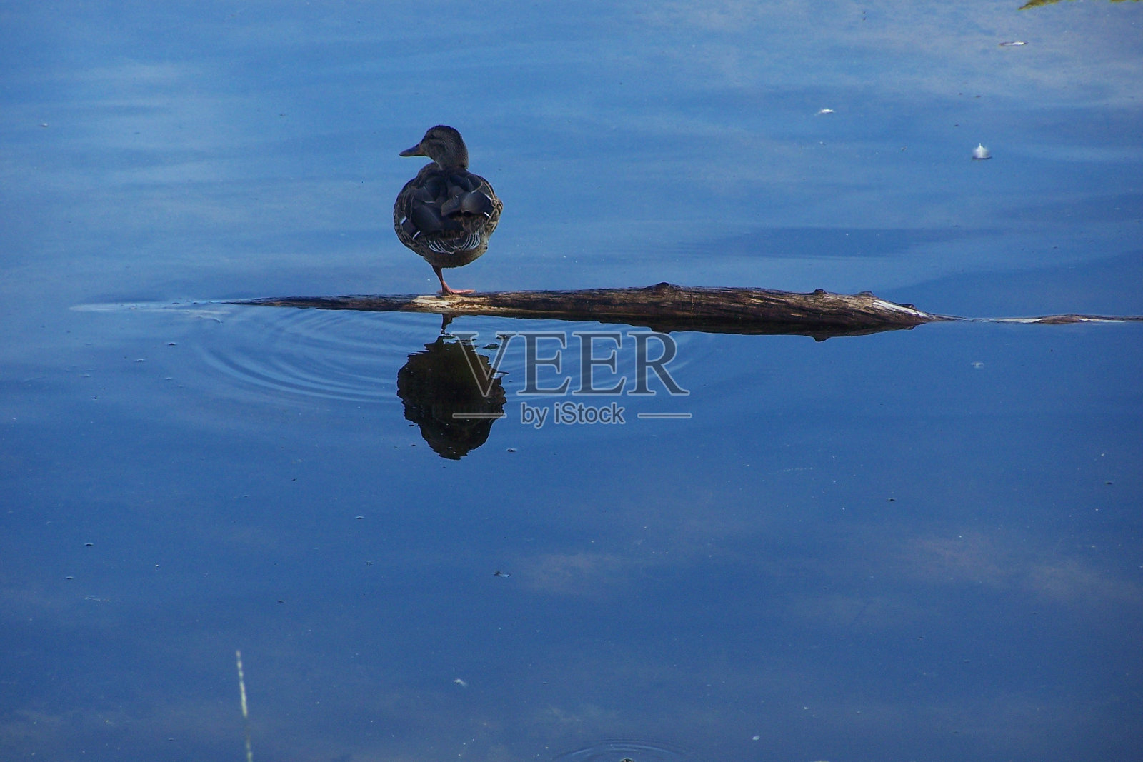 池塘里的鸭子——背景照片摄影图片