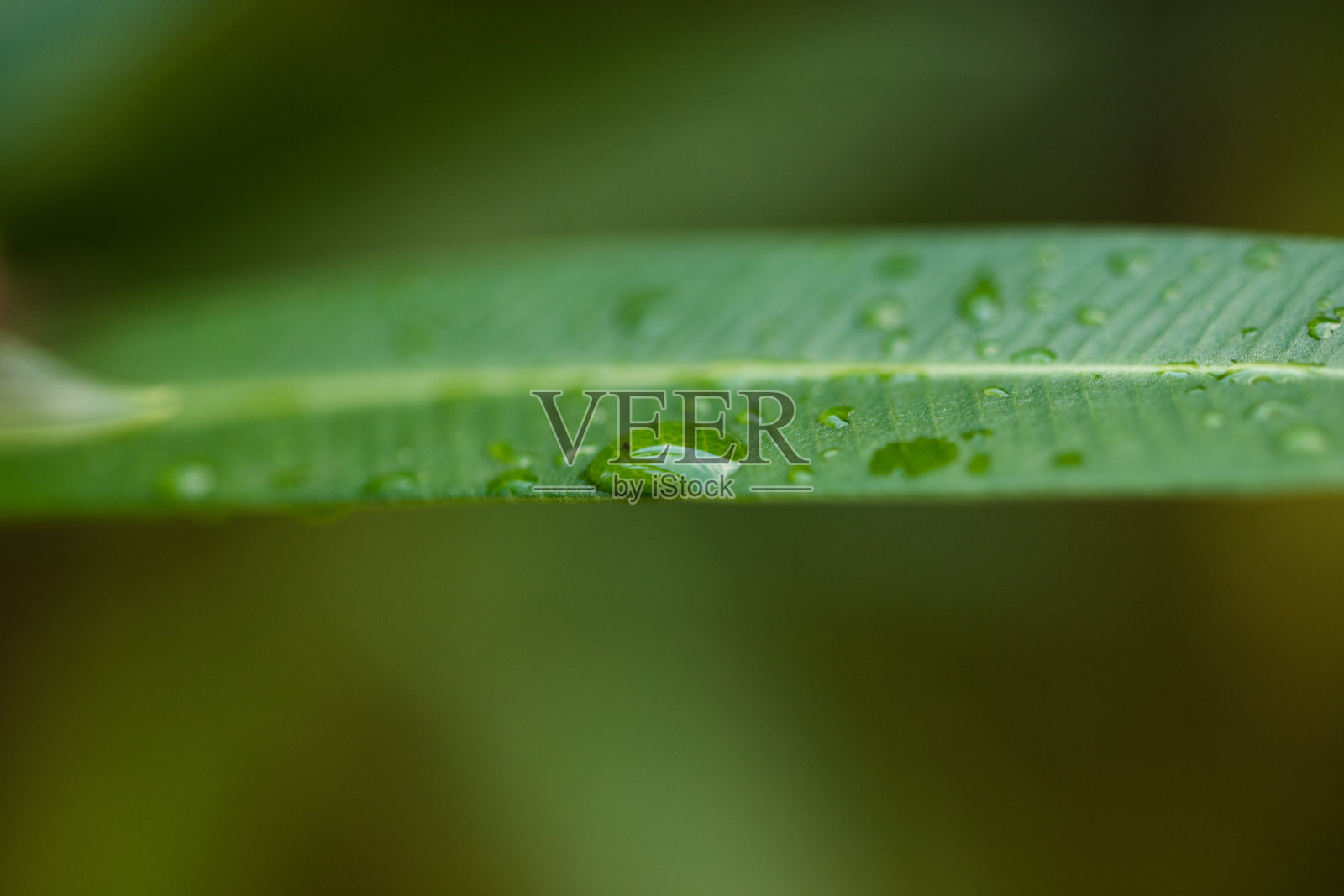 潮湿的绿色植物叶子照片摄影图片