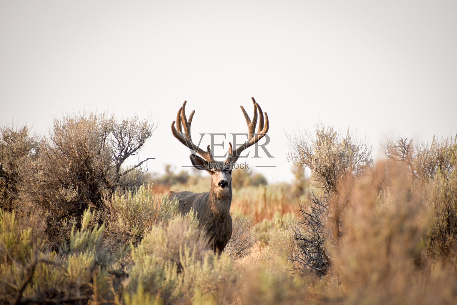 黑尾鹿照片摄影图片
