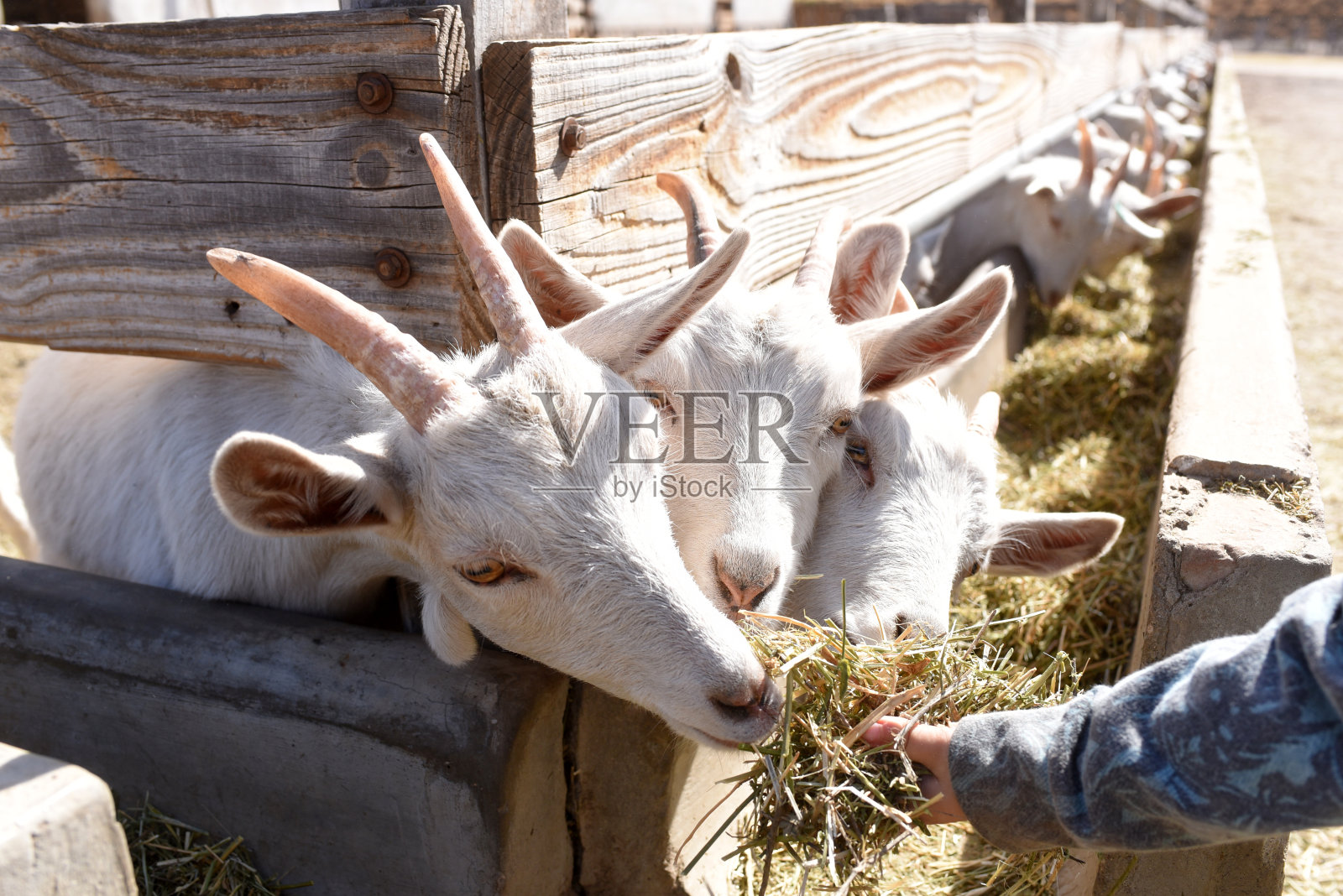 山羊在笔照片摄影图片
