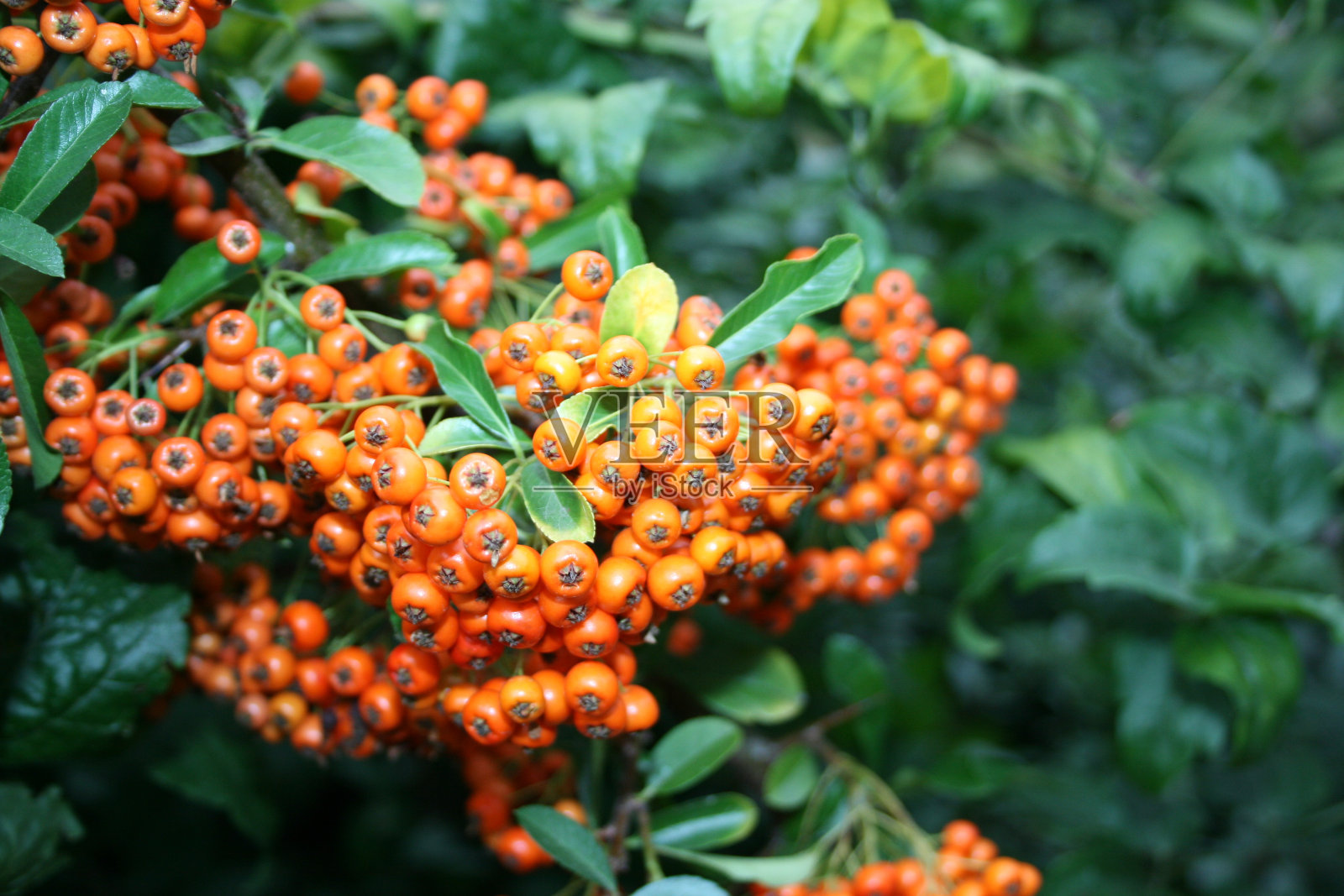 药用植物照片摄影图片