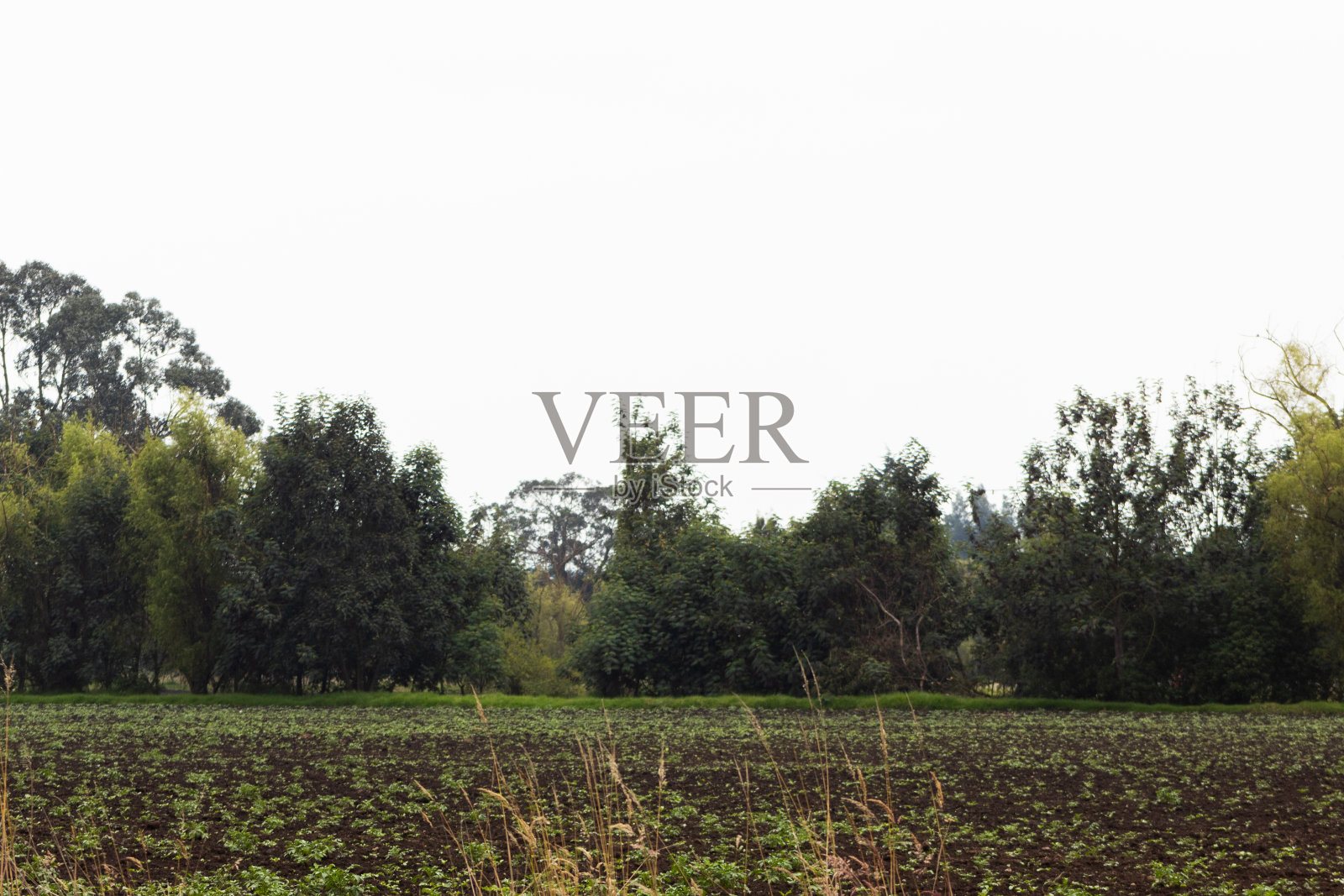 背景是一片有树木和白色天空的收获田照片摄影图片