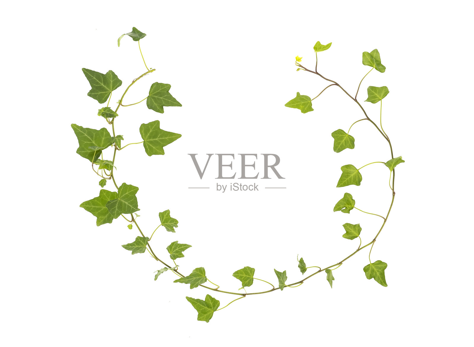 常春藤的叶子孤立在白色上照片摄影图片