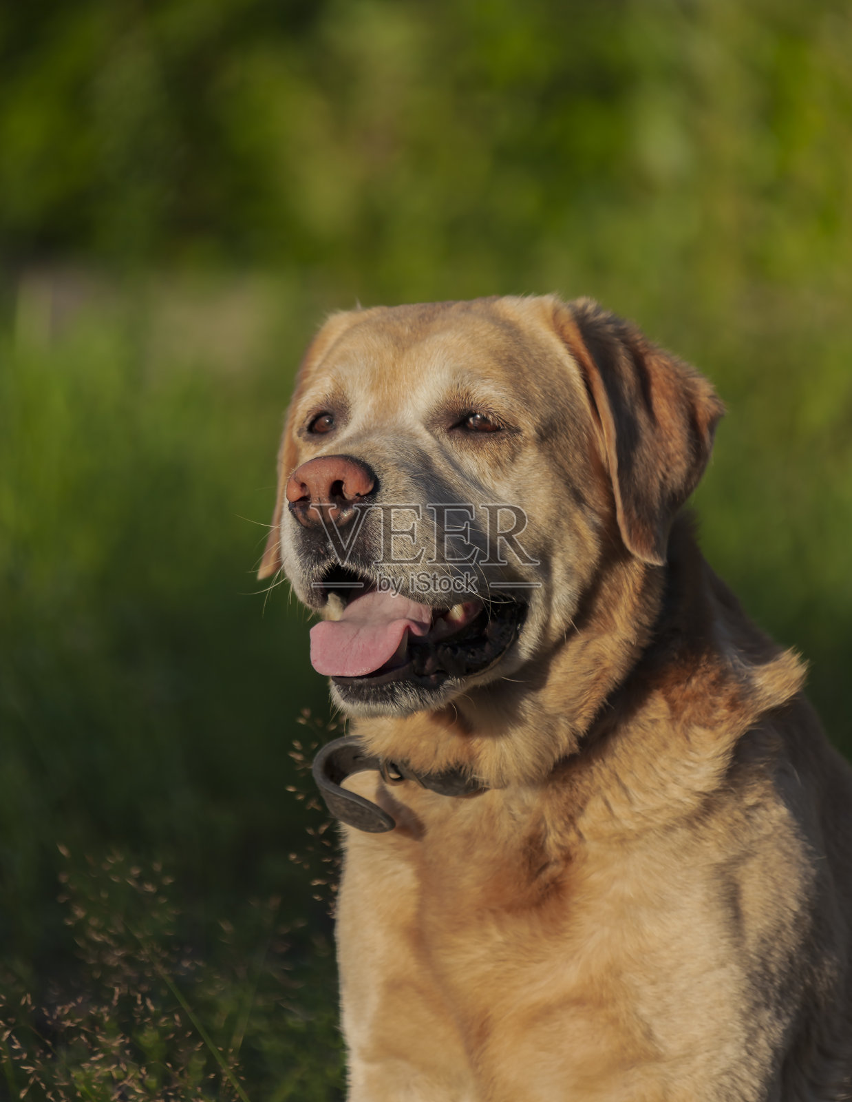 小鹿拉布拉多的肖像坐在绿色植被的背景。照片摄影图片