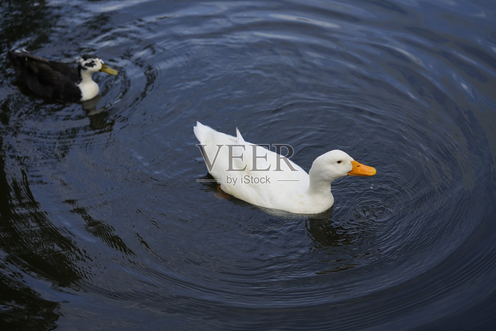 鸭子照片摄影图片