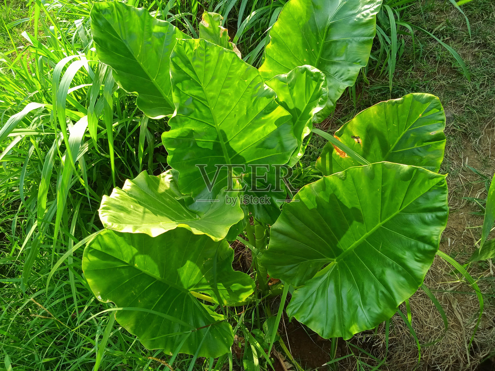 大根芋头，巨型芋头照片摄影图片