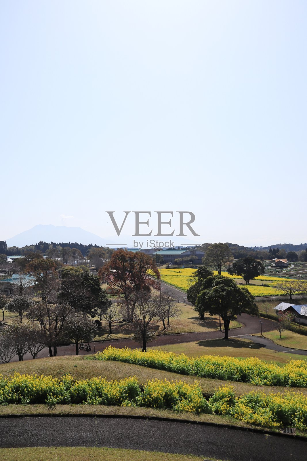 可爱的油菜花花坛照片摄影图片