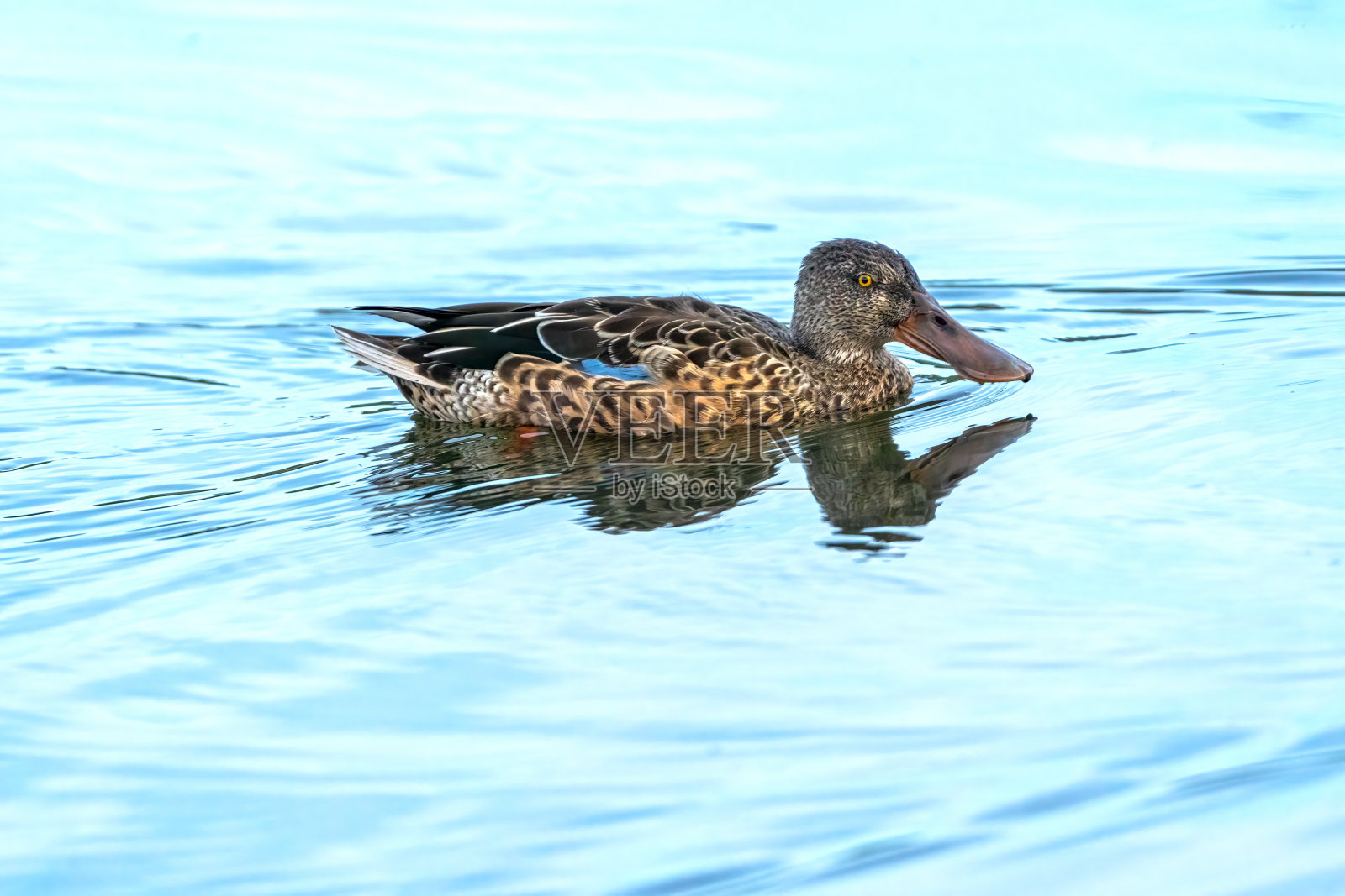 泰恩威尔郡湖面上的铲鸭照片摄影图片