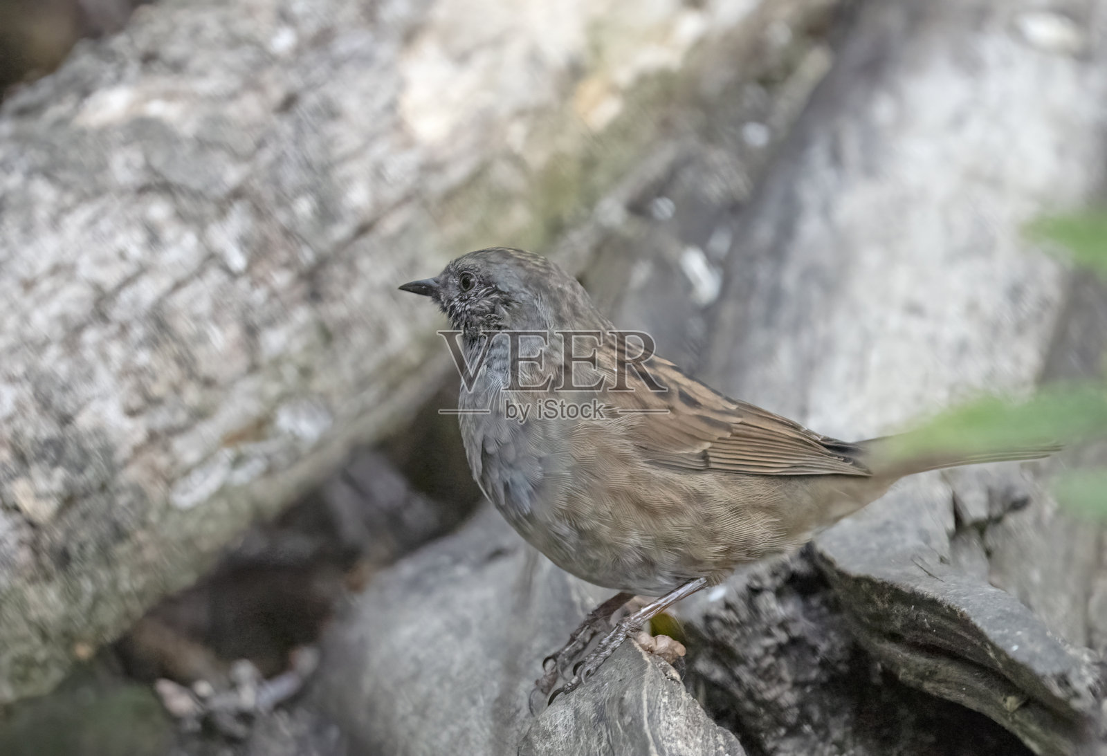 篱雀觅食照片摄影图片