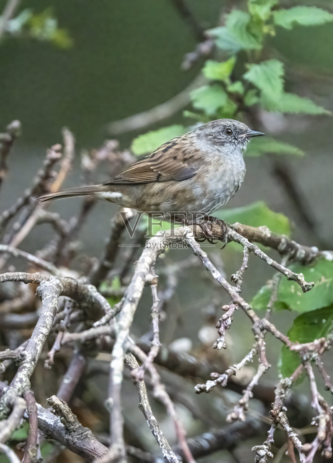 篱雀觅食照片摄影图片