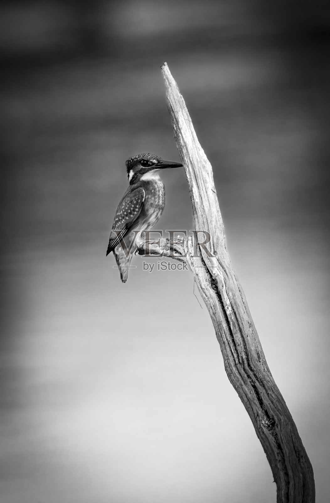 湖中柱子上的翠鸟照片摄影图片