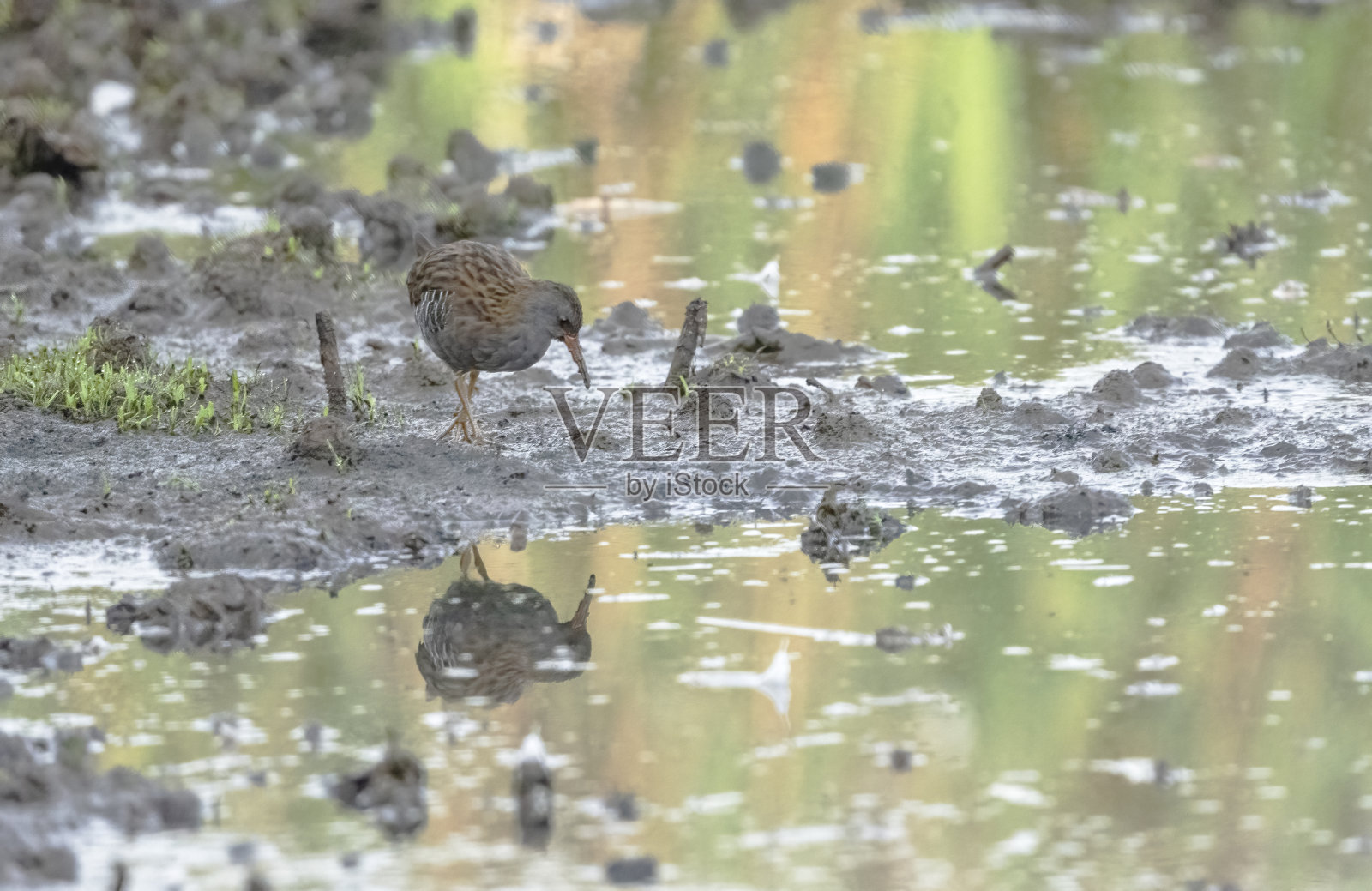 涉水水铁路照片摄影图片