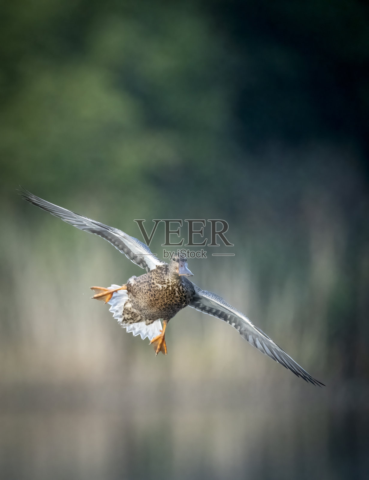 雪铲鸭在飞行中降落照片摄影图片