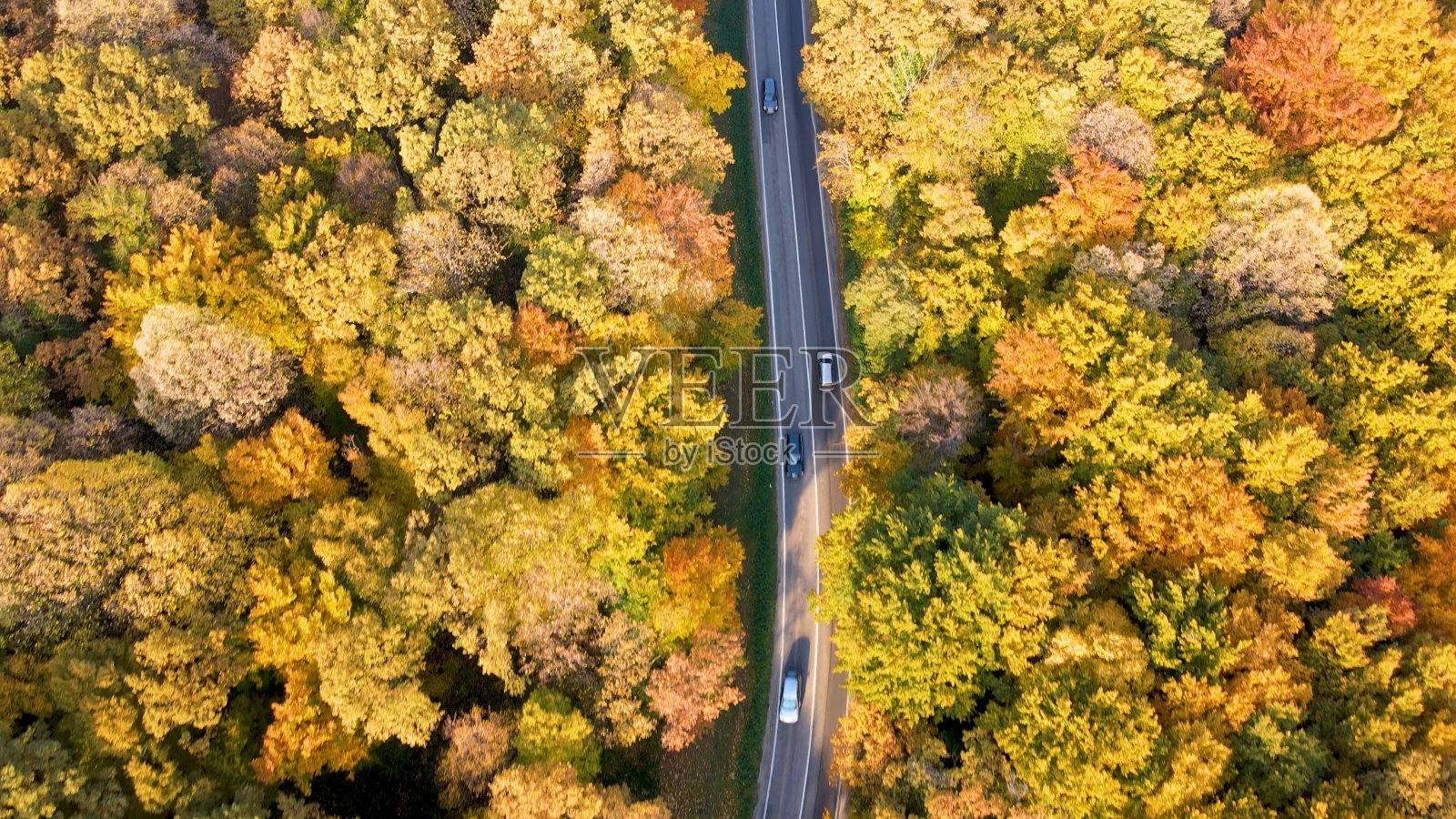森林旁繁忙的道路照片摄影图片