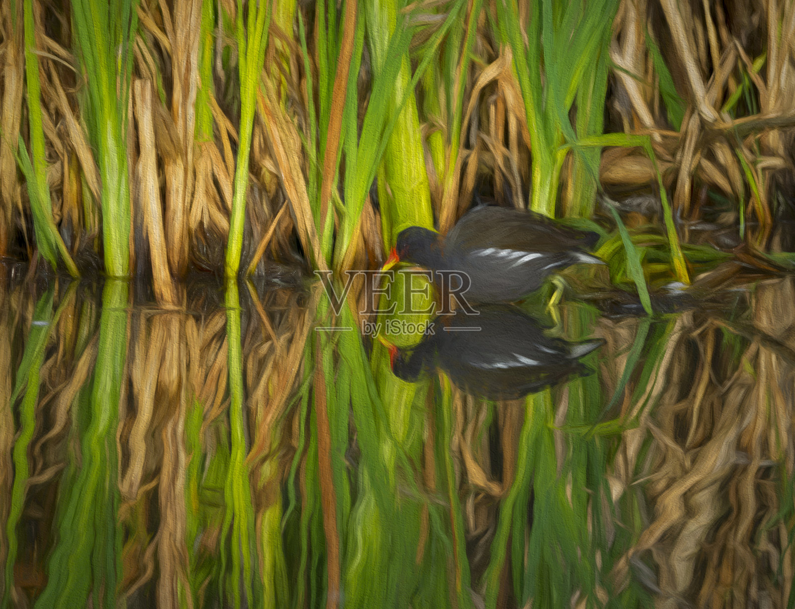 雌红松鸡在芦苇照片摄影图片