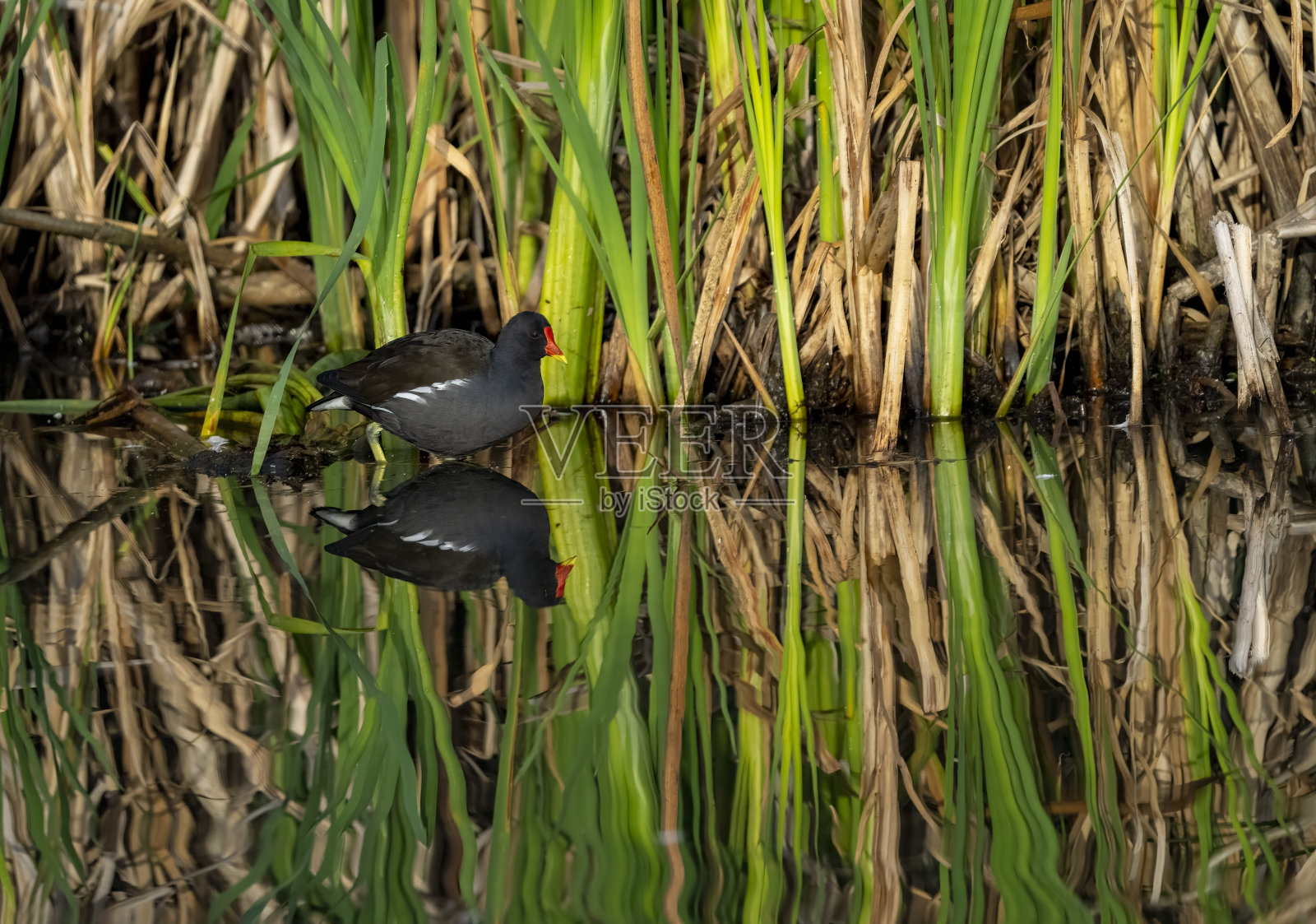 雌红松鸡在芦苇照片摄影图片