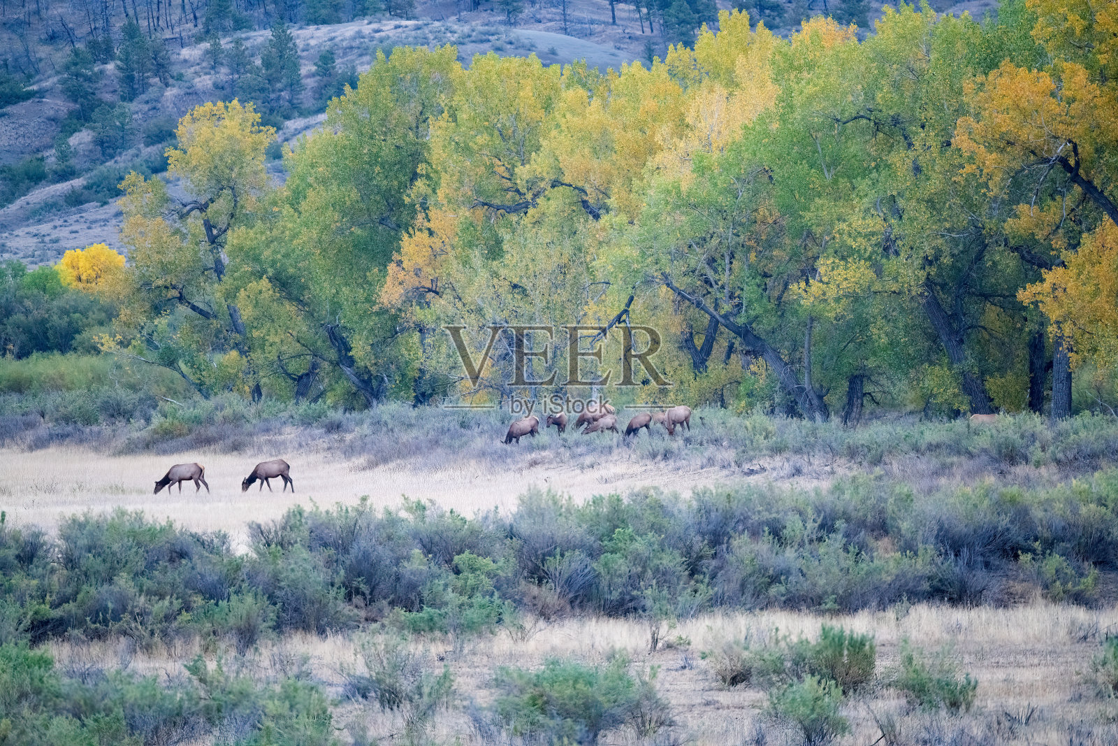 在蒙大拿州北部的查尔斯·m·刘易斯野生动物保护区，麋鹿从金色的秋天森林中冒出来。照片摄影图片