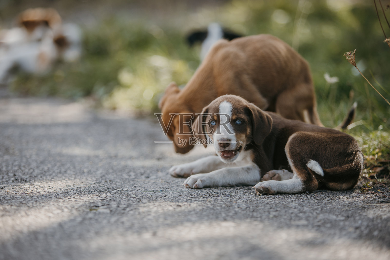 一群被遗弃的小狗在公园里休息照片摄影图片