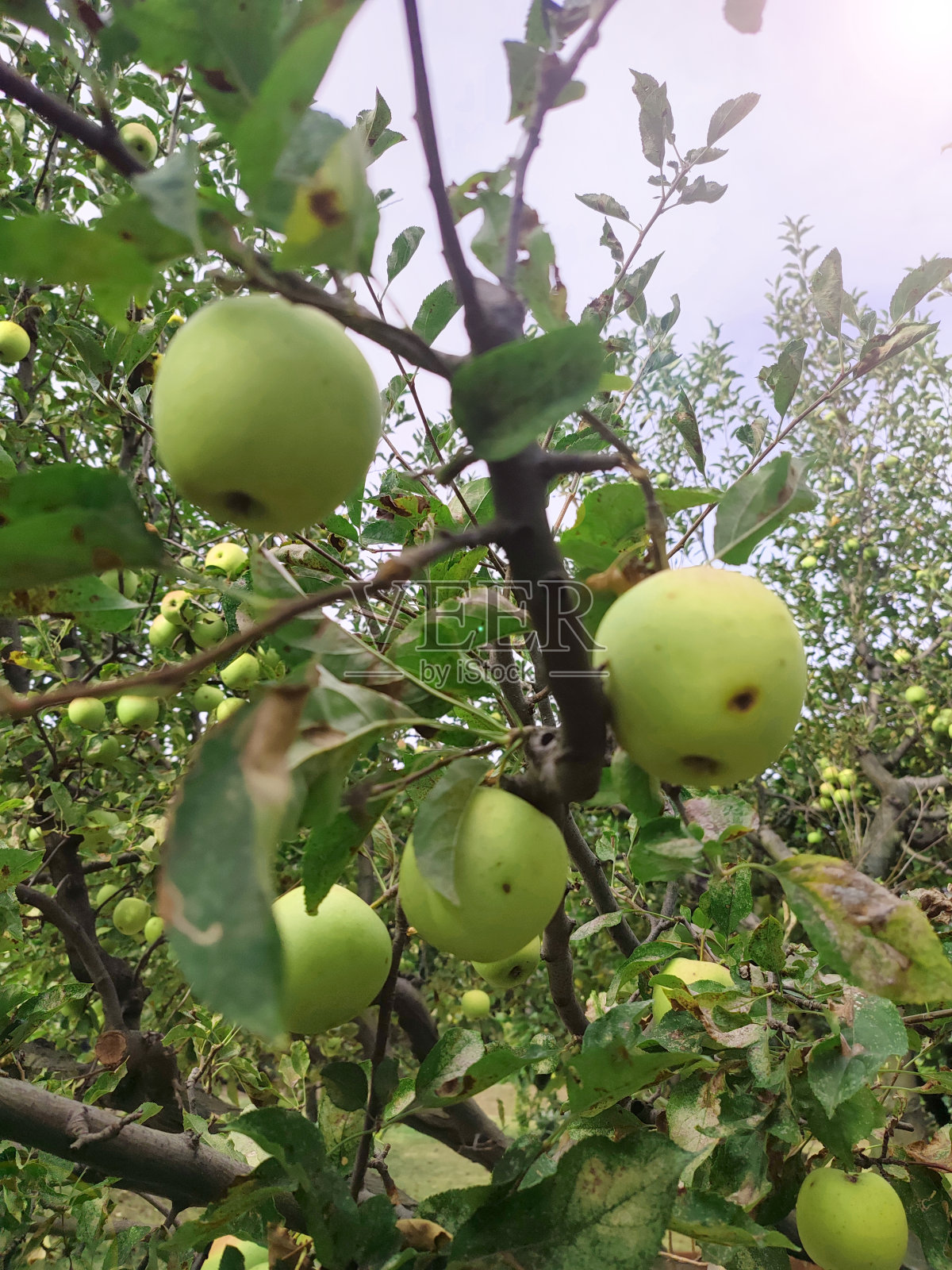 树上成熟的苹果照片摄影图片
