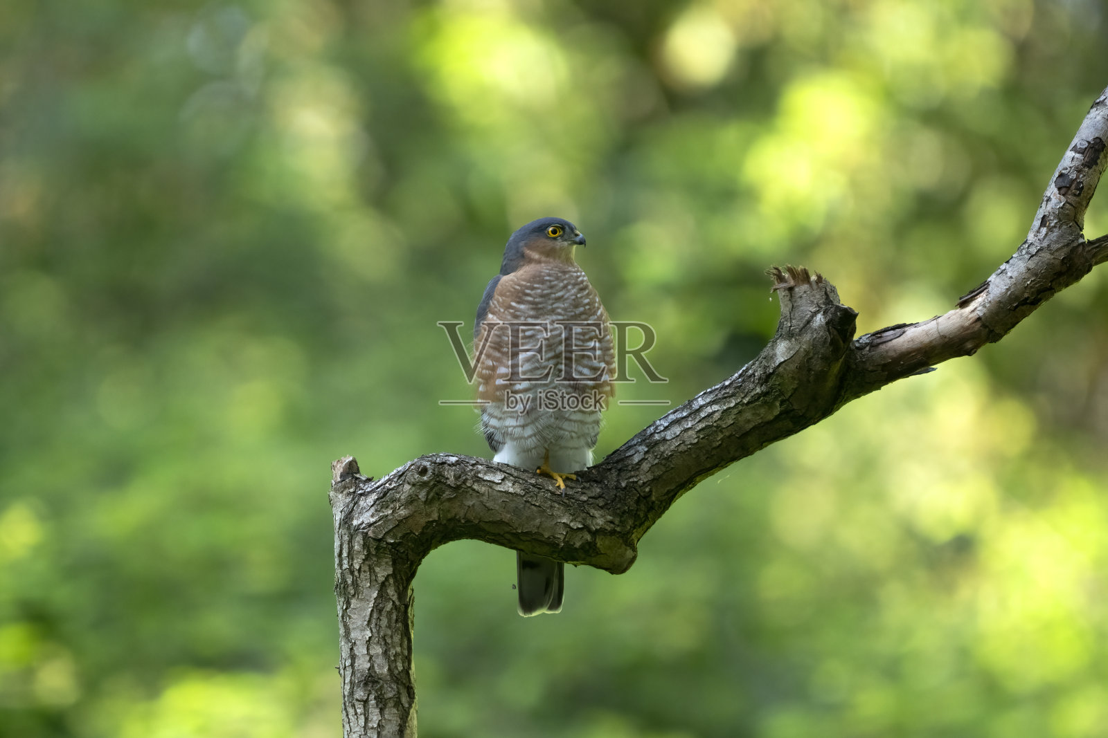 雄性欧亚雀鹰(Accipiter nisus)照片摄影图片