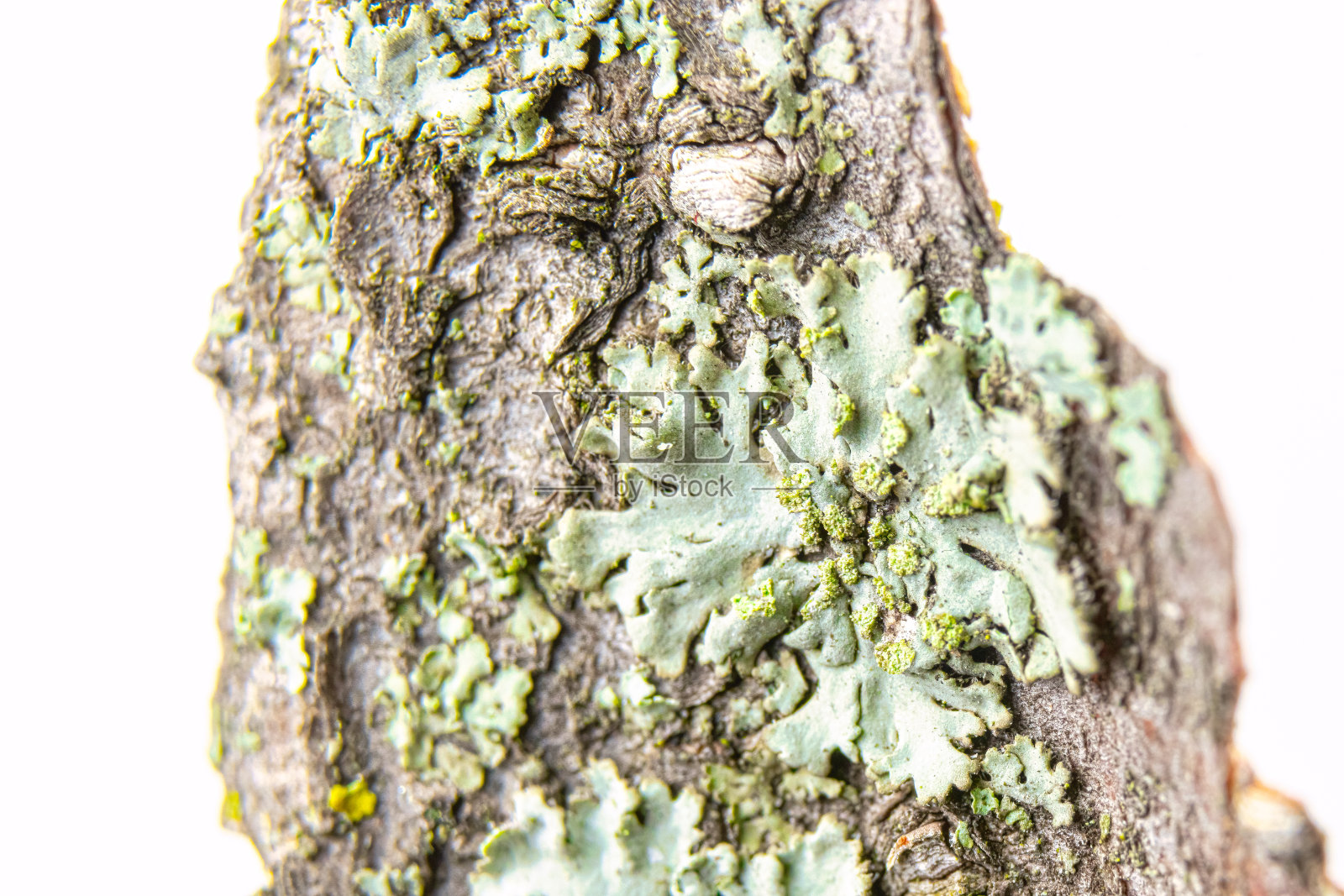 树皮上的真菌照片摄影图片