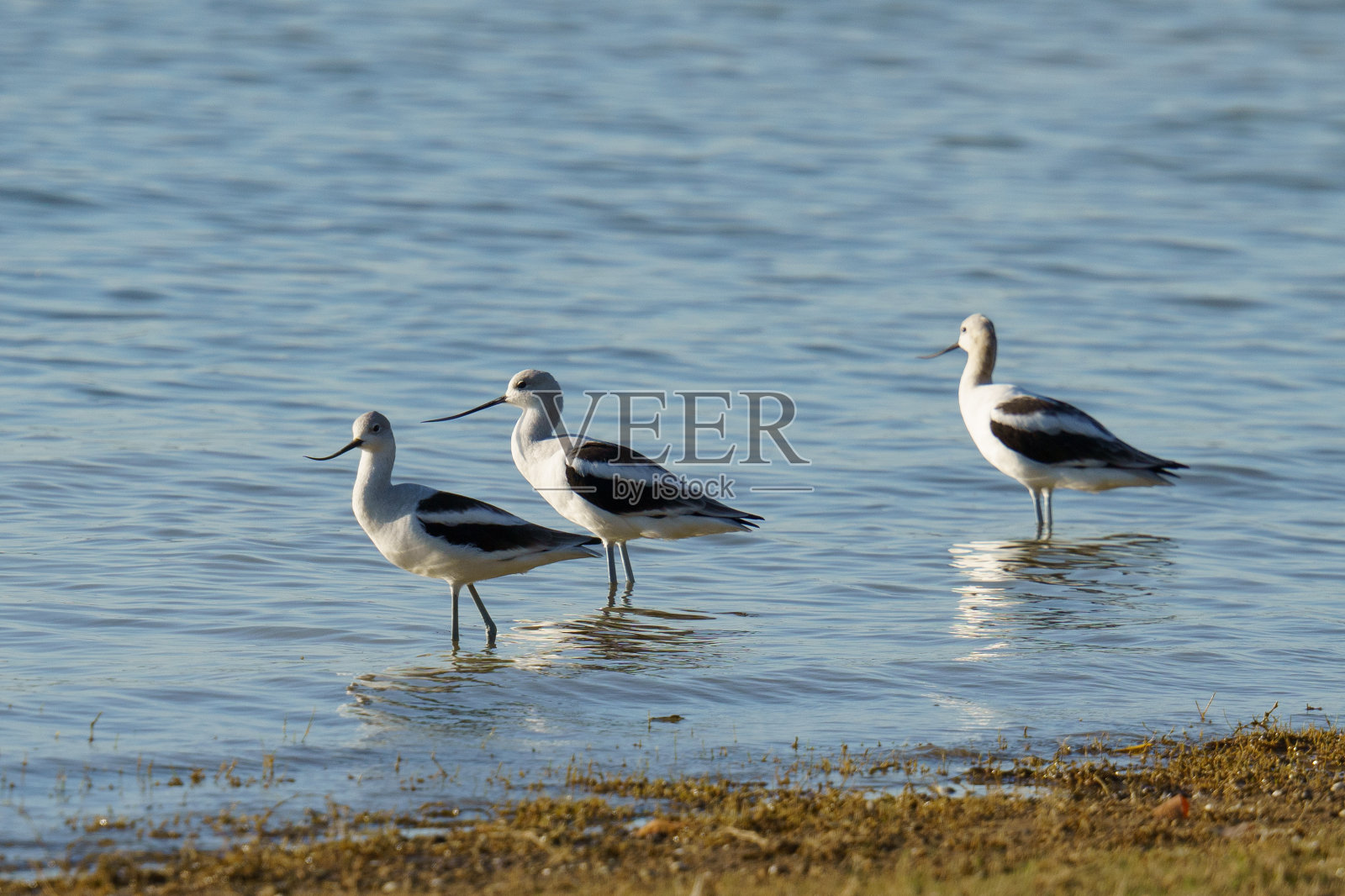 德克萨斯州塔伦特县的美国鳄照片摄影图片