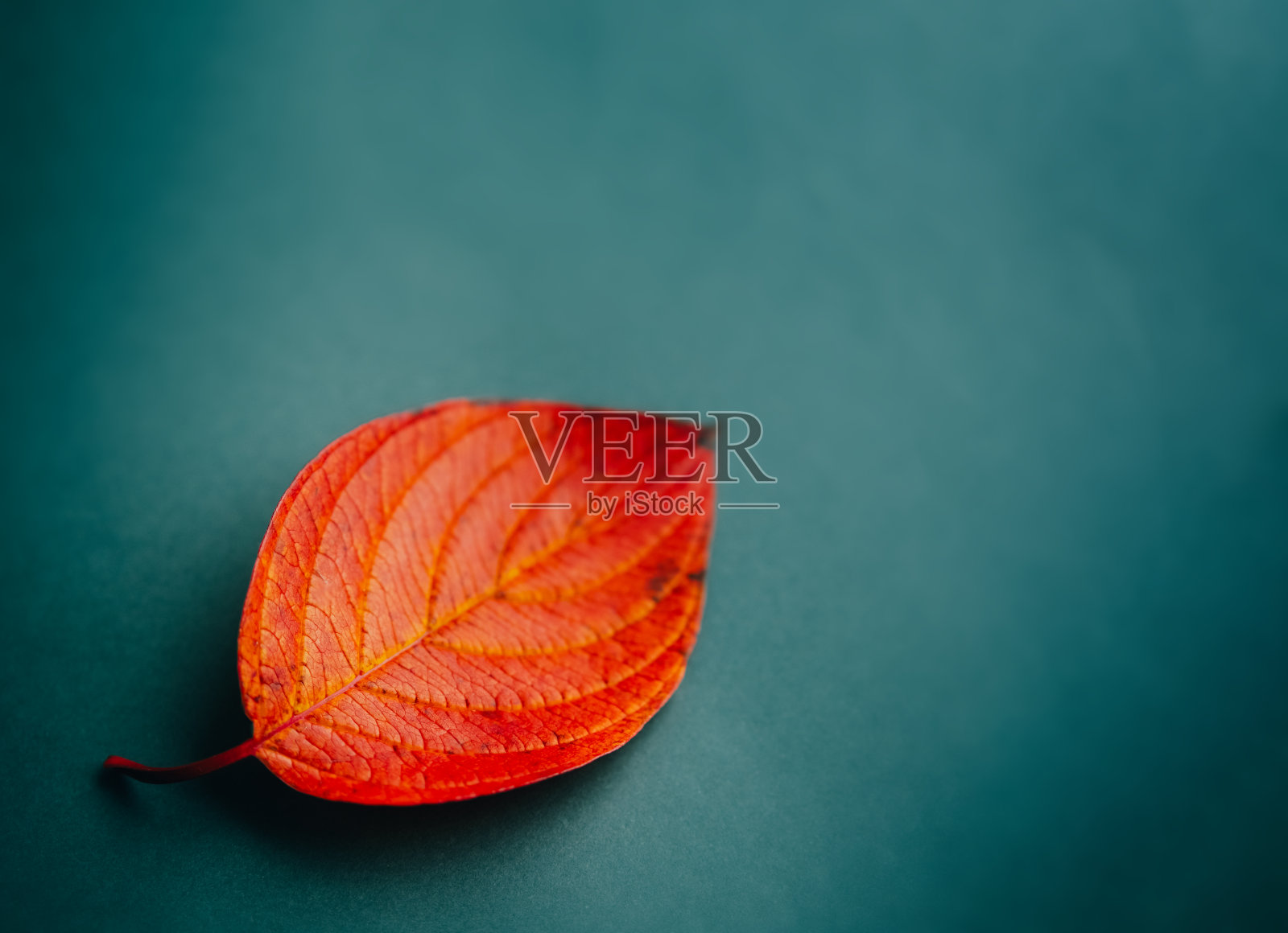 深绿色背景上，有红色、黄色和橙色的秋叶。照片摄影图片