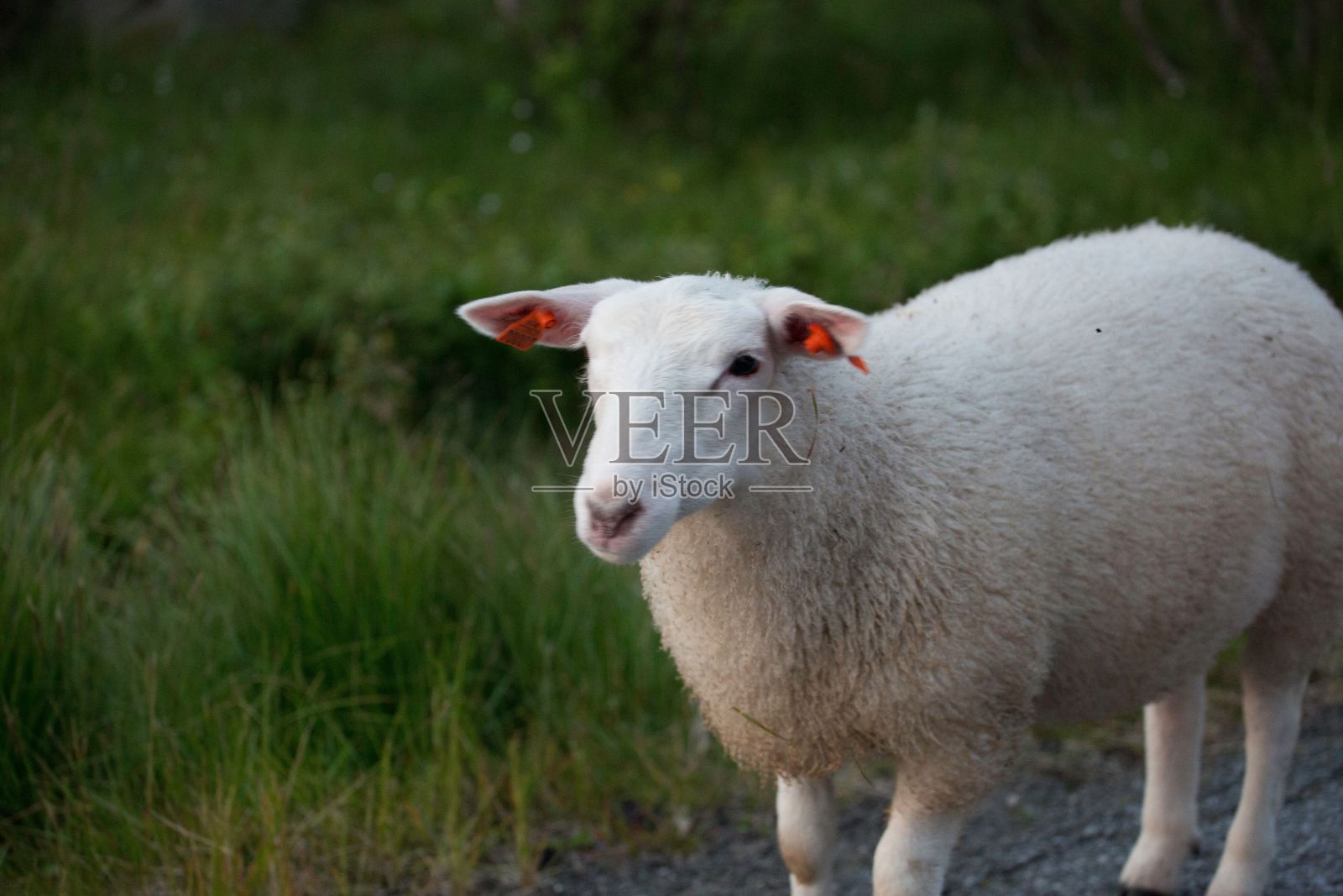 羊群在绿色的草地上照片摄影图片