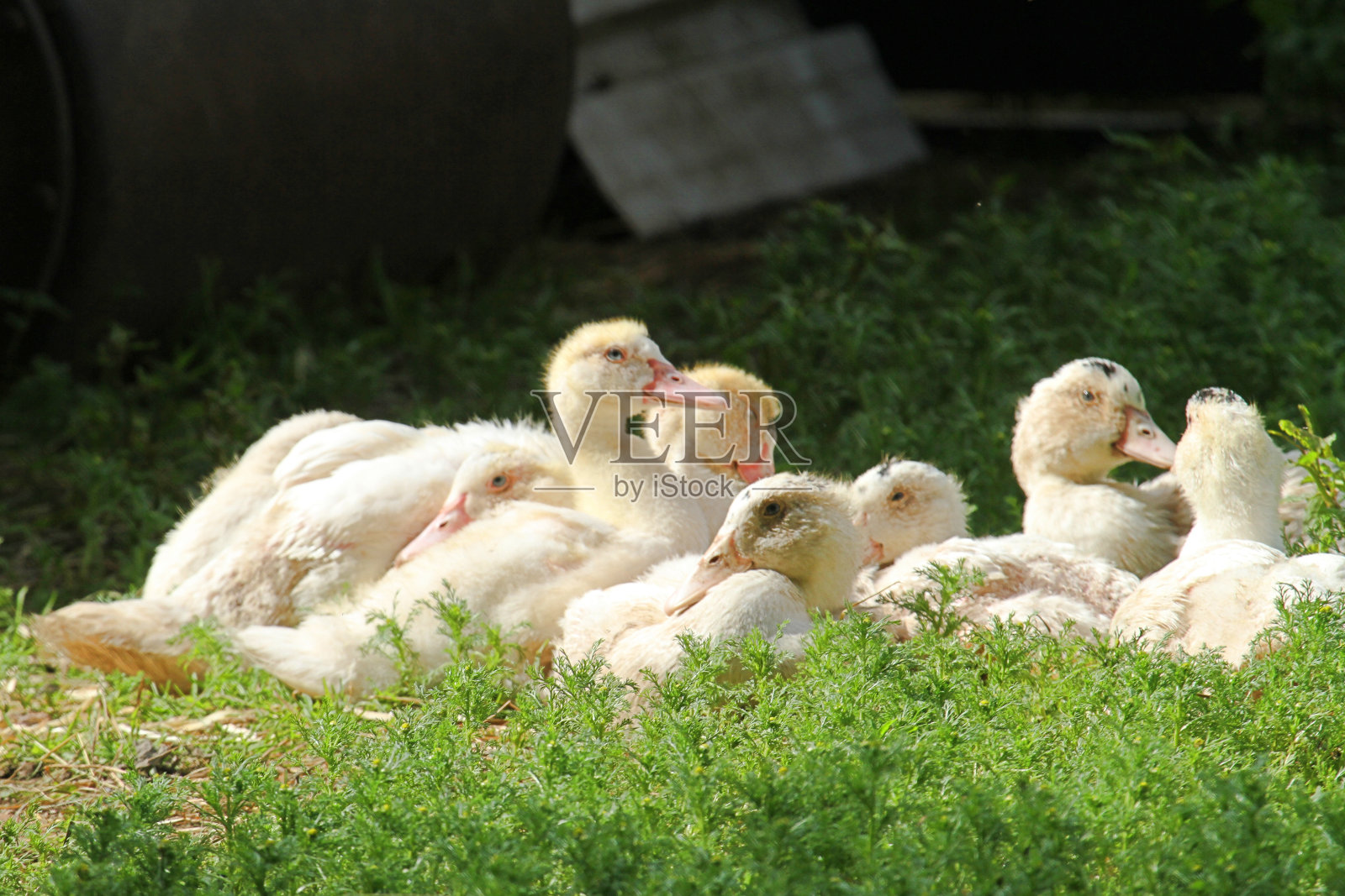 年轻的鹅照片摄影图片