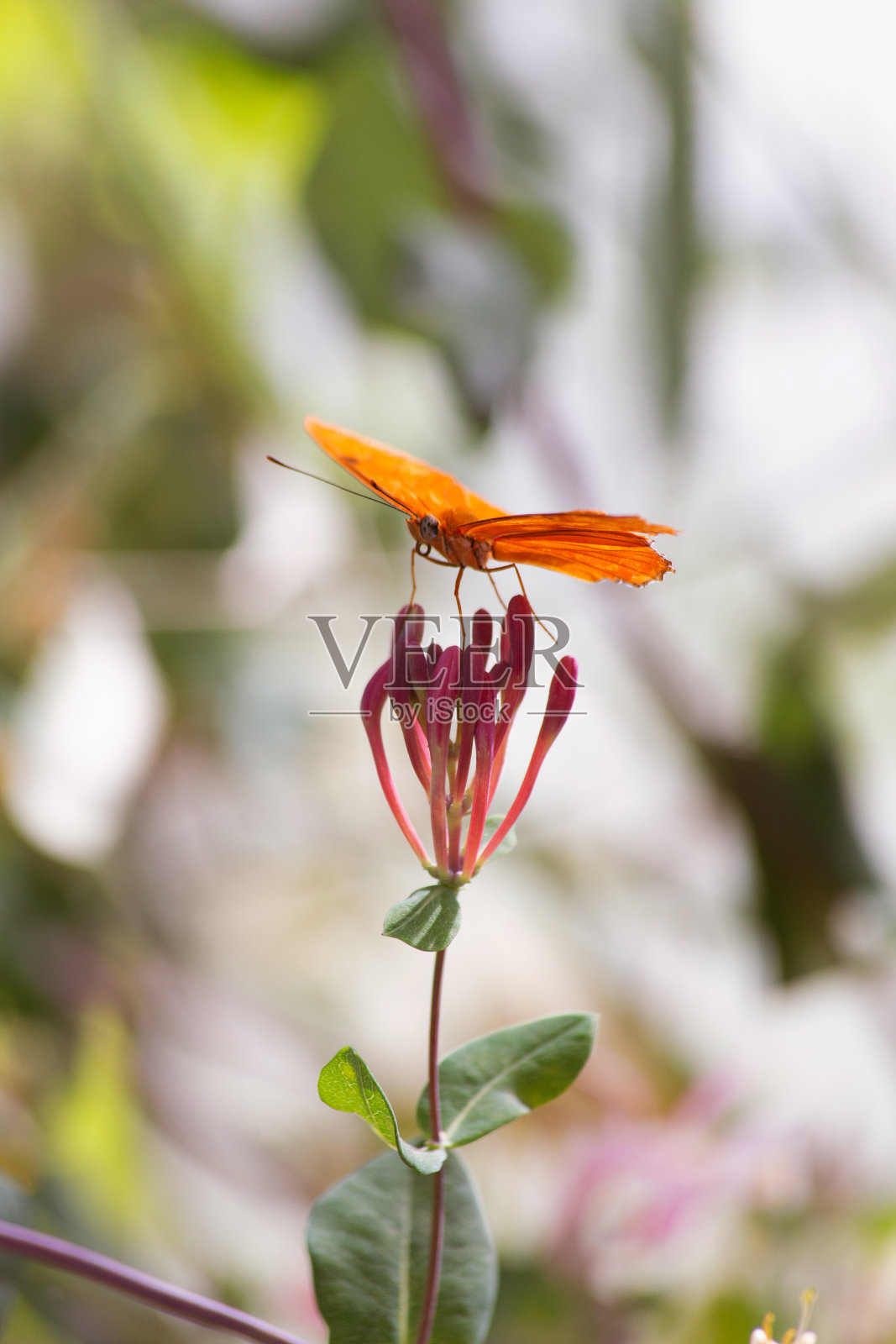 春天，沙漠植物园里，一只仙女花蝴蝶在花头上温暖它精致的橙色翅膀照片摄影图片