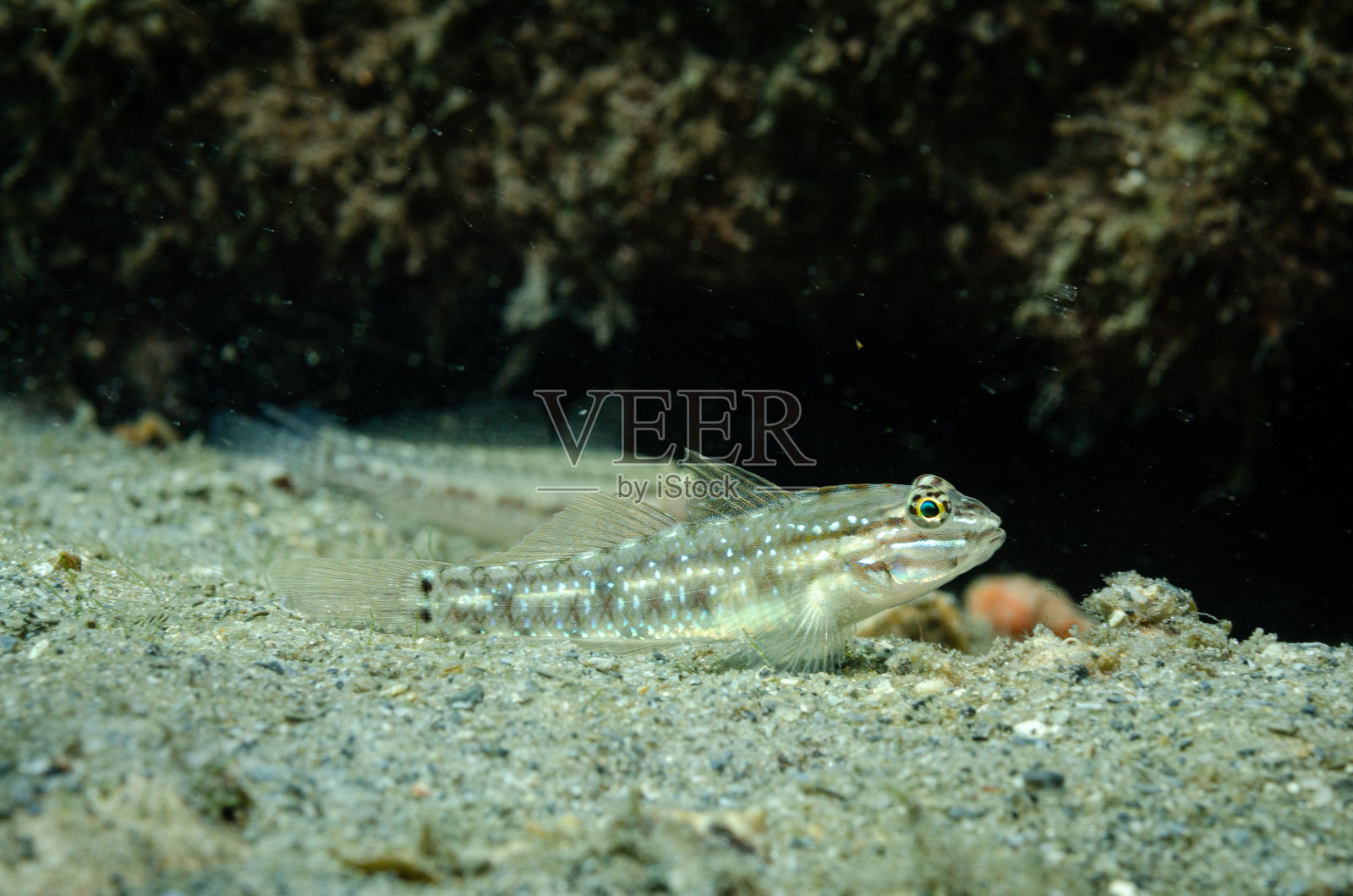 停滞的虾虎鱼照片摄影图片