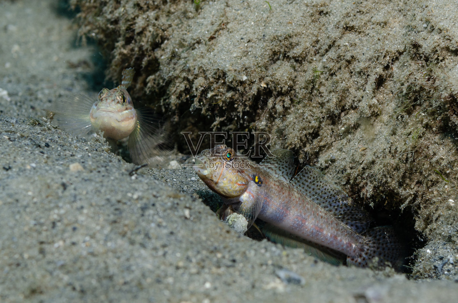 金点虾虎鱼照片摄影图片