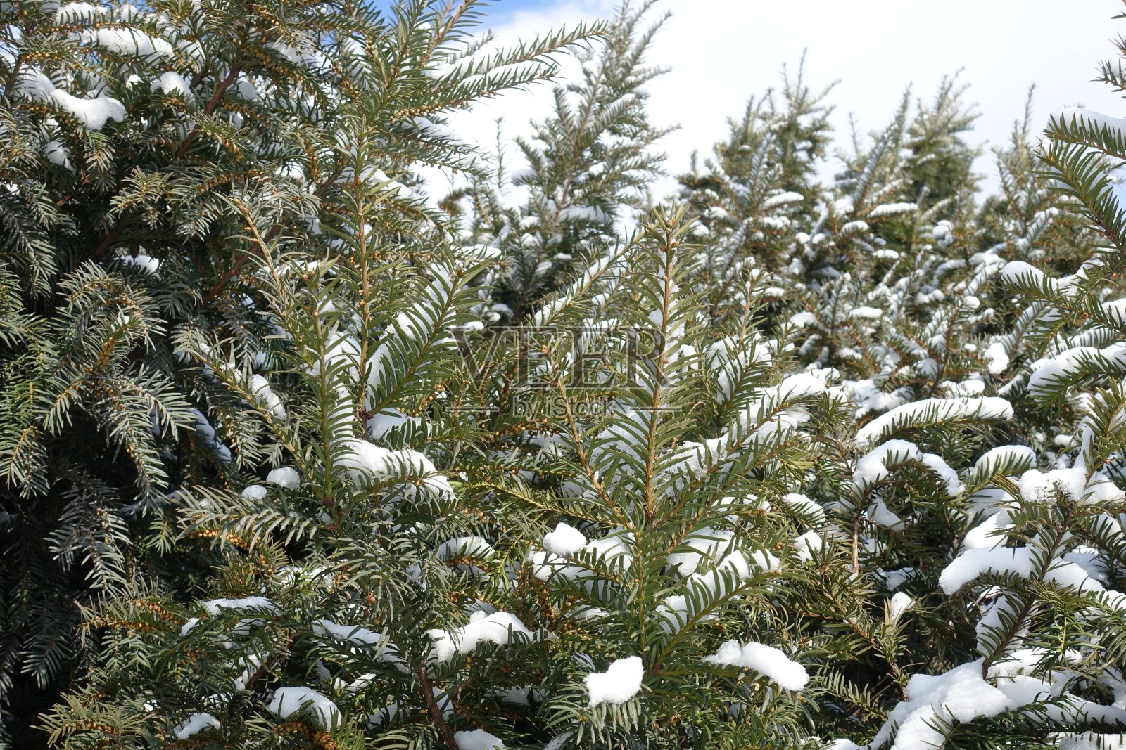 二月中旬，红豆杉的树枝被雪覆盖照片摄影图片