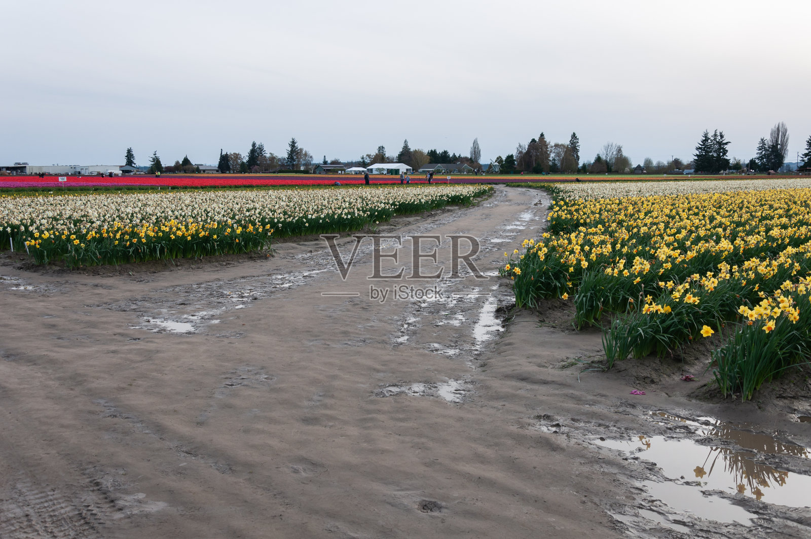 在美国La Conner的Skagit山谷郁金香节上，花田中间的曲线路，盛开着白色和黄色的水仙花/水仙花照片摄影图片