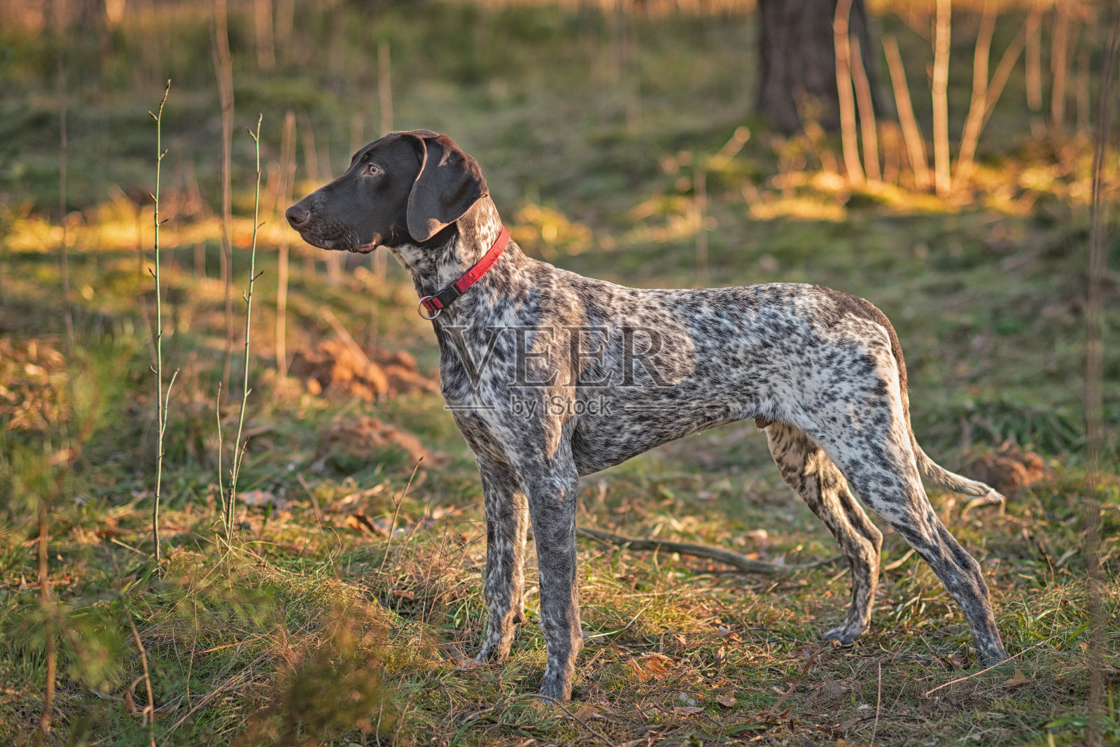 德国短毛指示犬照片摄影图片