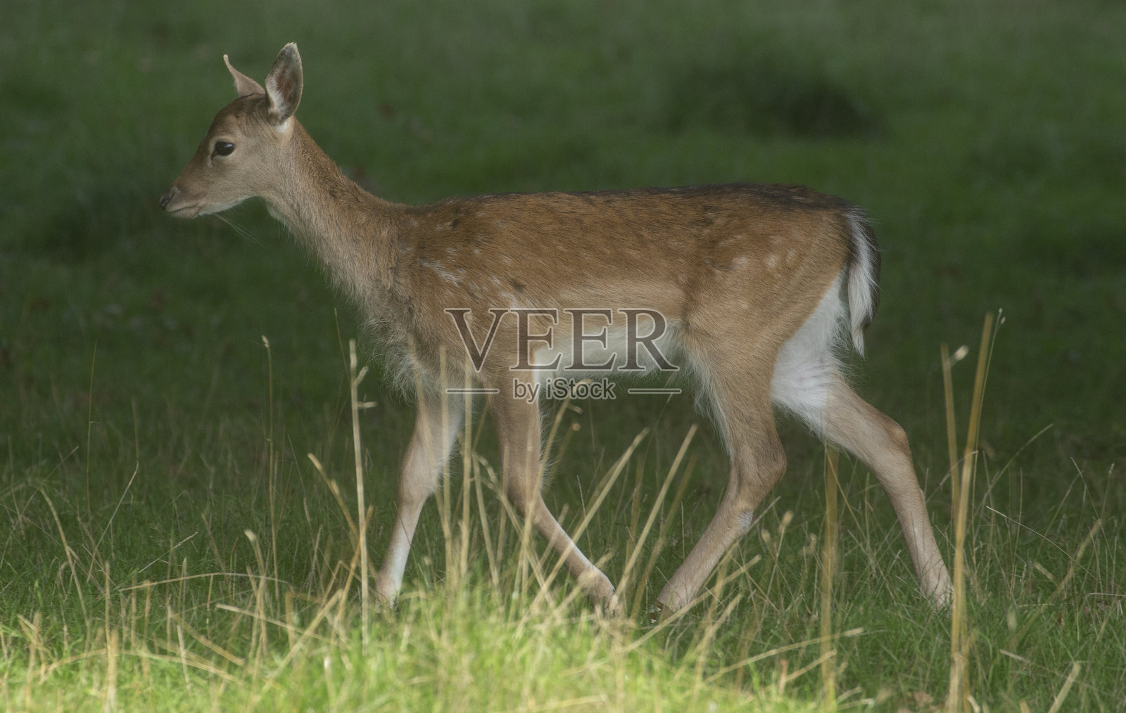 小鹿照片摄影图片