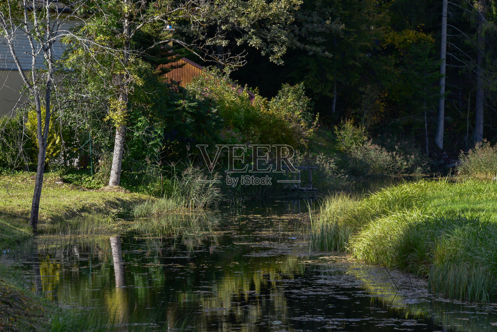 在一个阳光明媚的秋日，被绿色芦苇包围的后院池塘中美丽的倒影照片摄影图片