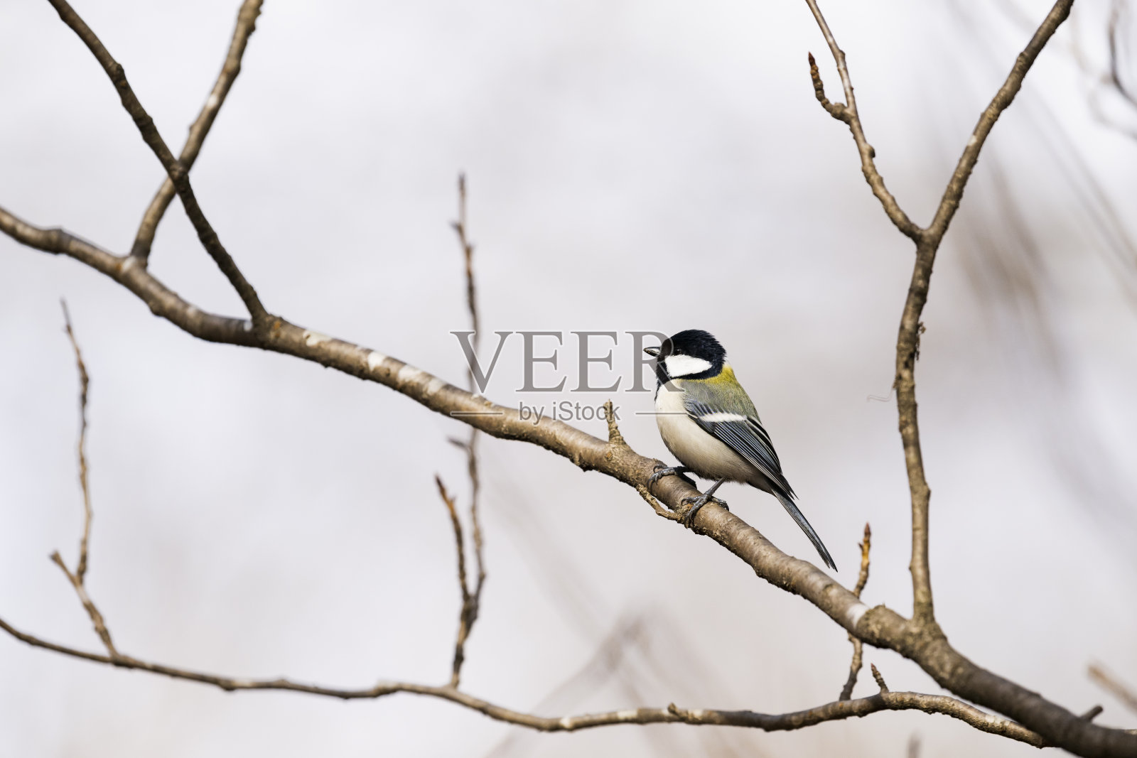 日本多照片摄影图片