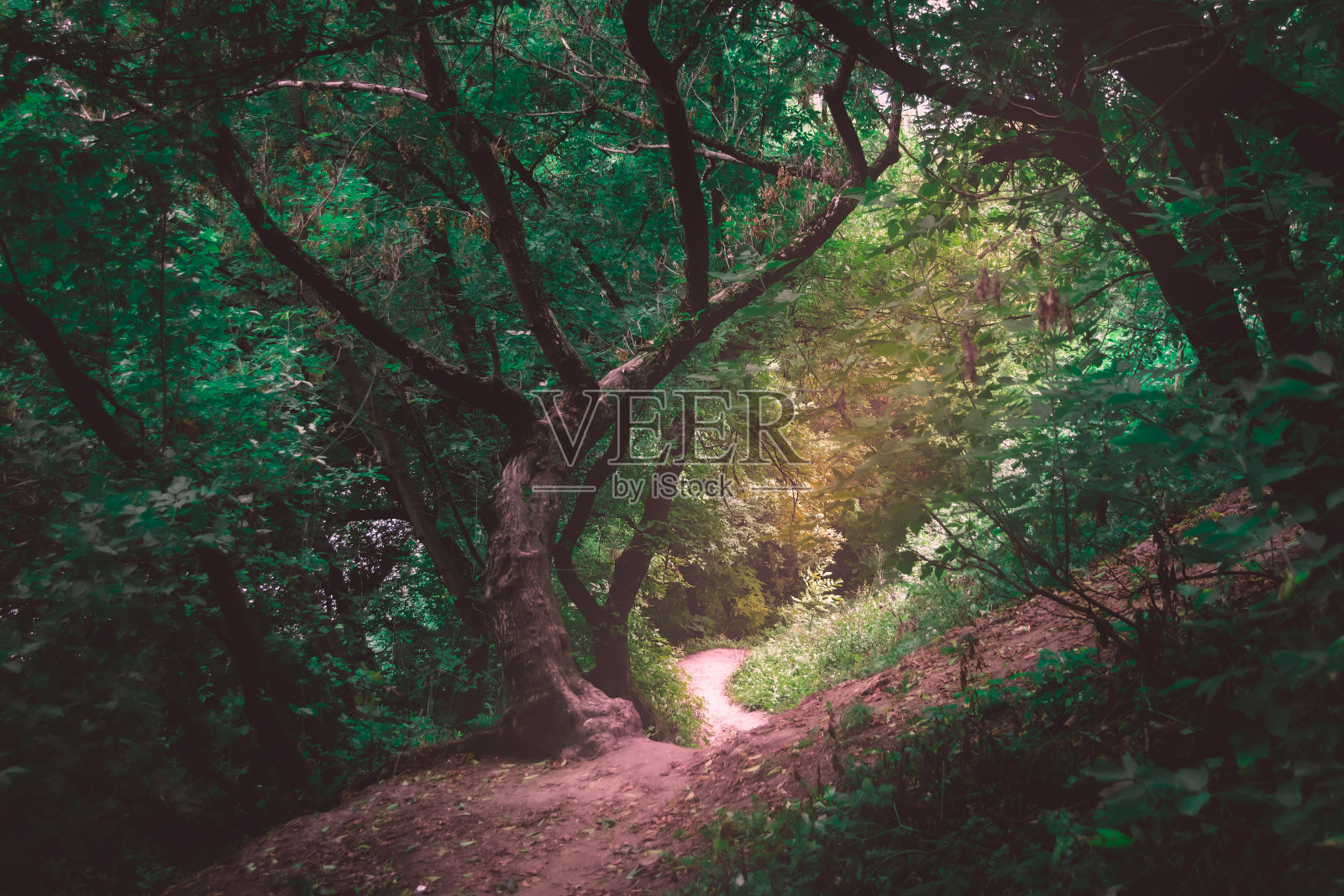 阳光透过黑暗森林中的树冠。森林阳光。黑暗森林里的阳光。森林阳光阴影。幽暗森林中的小路照片摄影图片