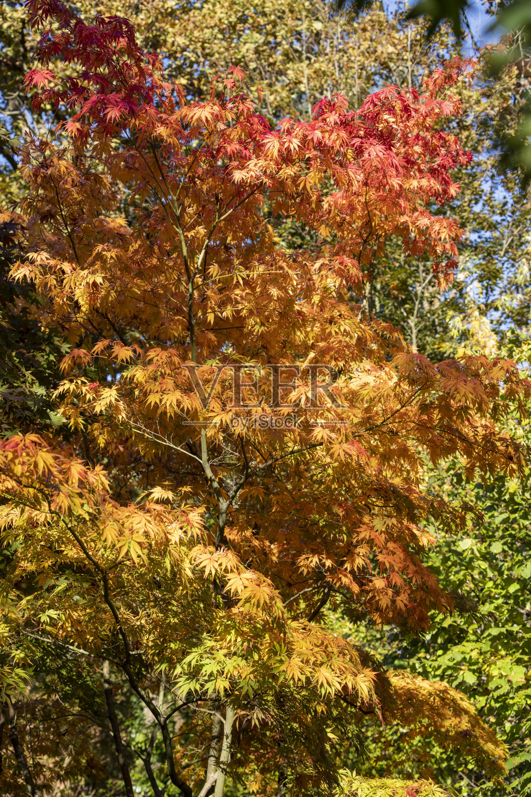 秋天照片摄影图片