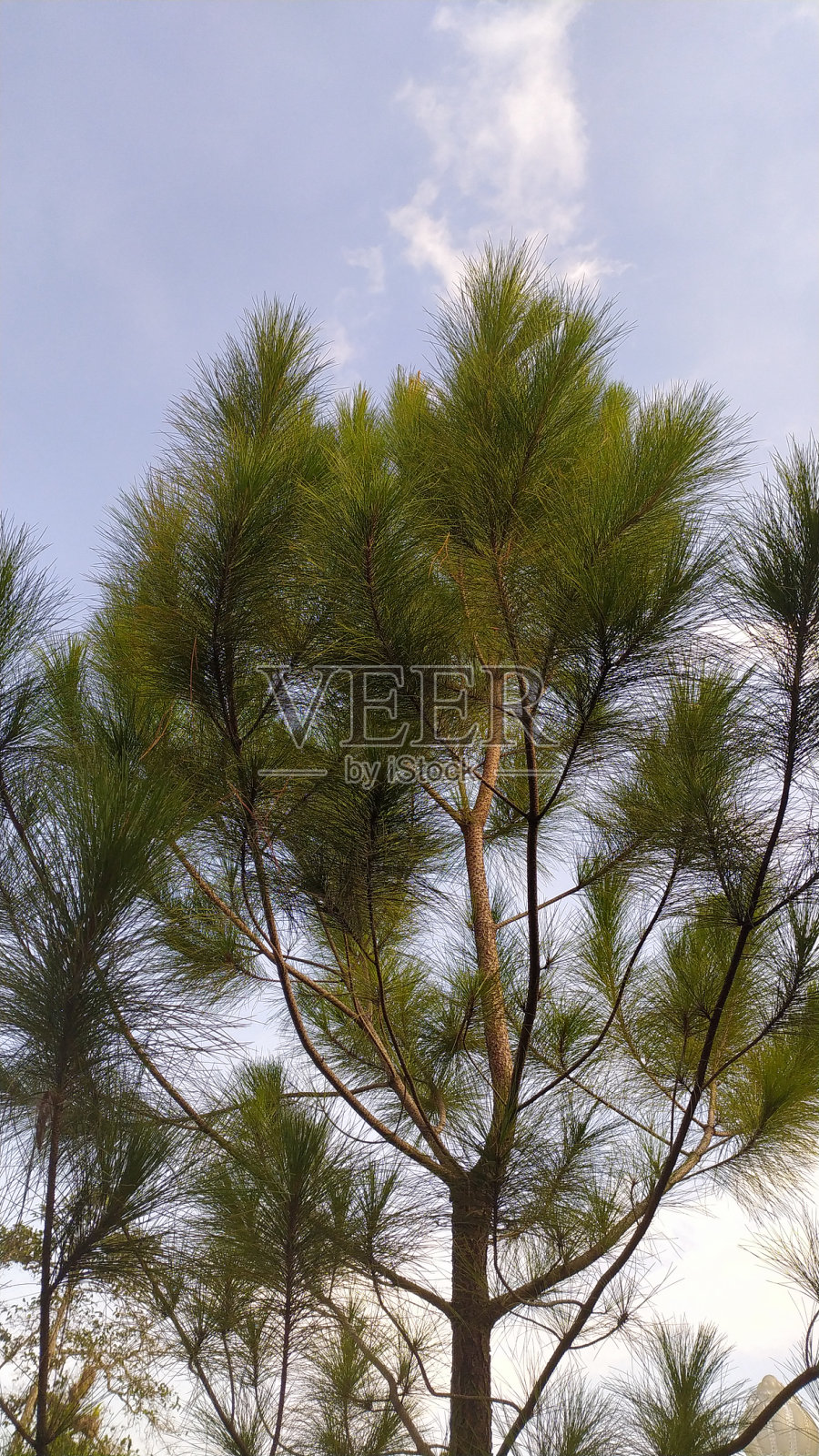 杉树与天空插画摄影照片摄影图片