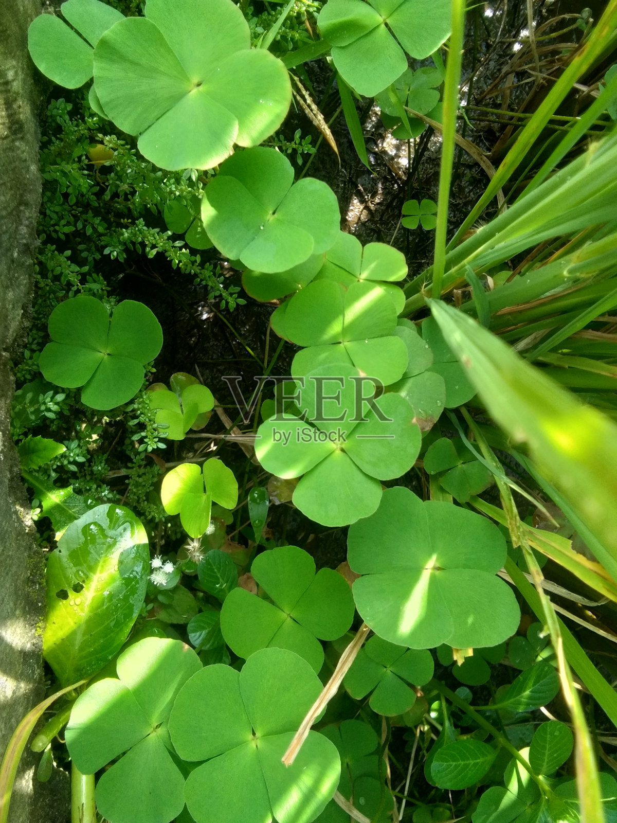 三叶草在稻田边缘长得很茂盛照片摄影图片