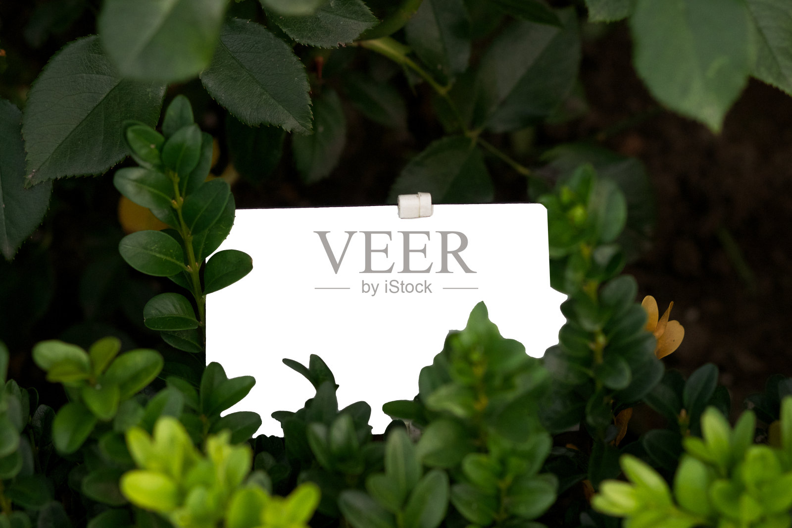 用白纸和绿叶做模型照片摄影图片