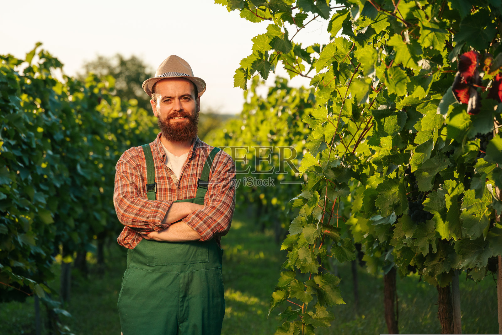 前视图看着镜头年轻的酿酒师男子农夫帽子交叉双臂葡萄园微笑愉快。照片摄影图片