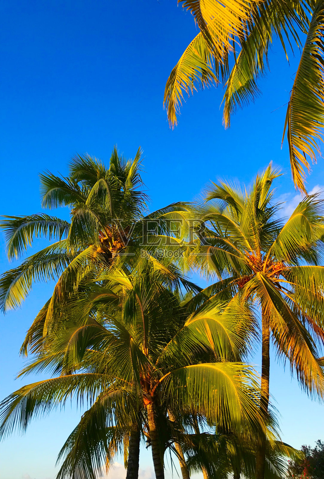 塔希提岛照片摄影图片