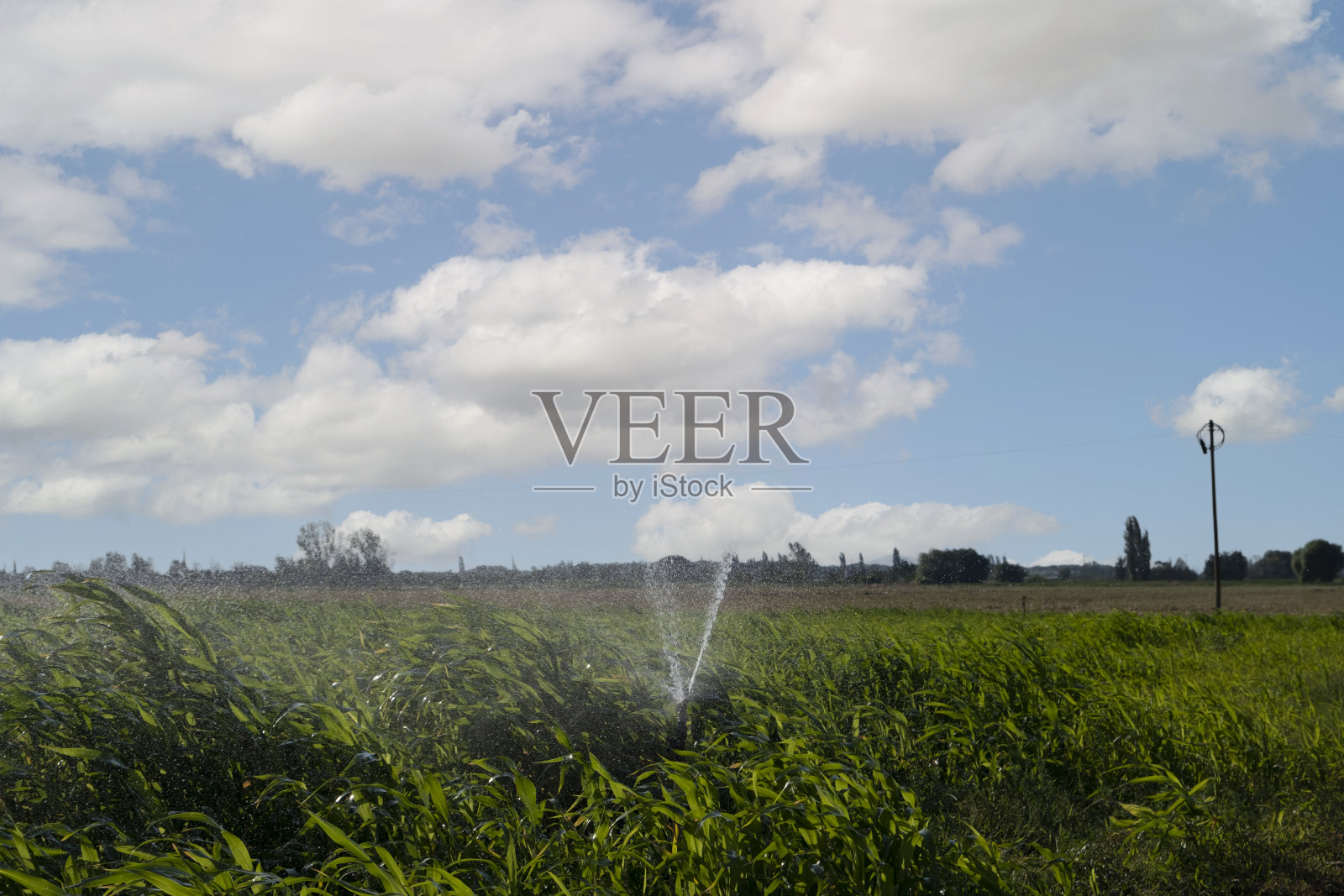 正在灌溉的玉米地。管道照片摄影图片