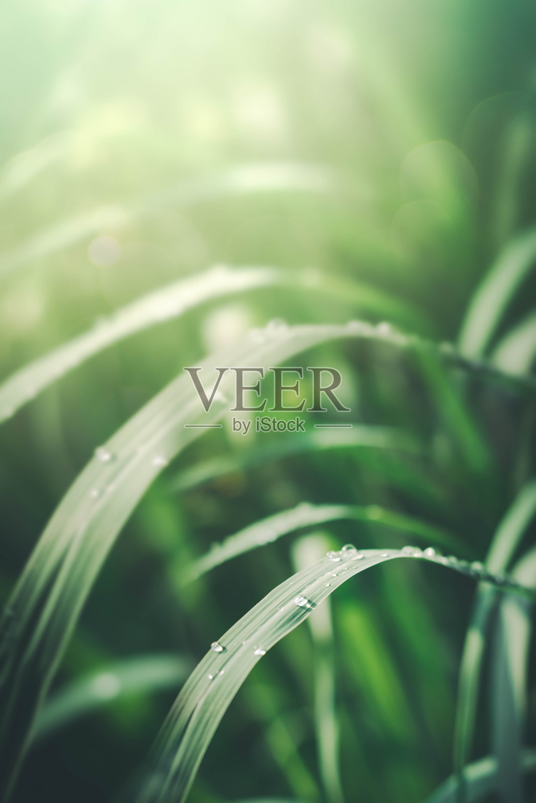 模糊的自然绿化背景在森林与复制空间使用作为背景的自然绿色植物景观，生态，清新的墙纸概念。照片摄影图片