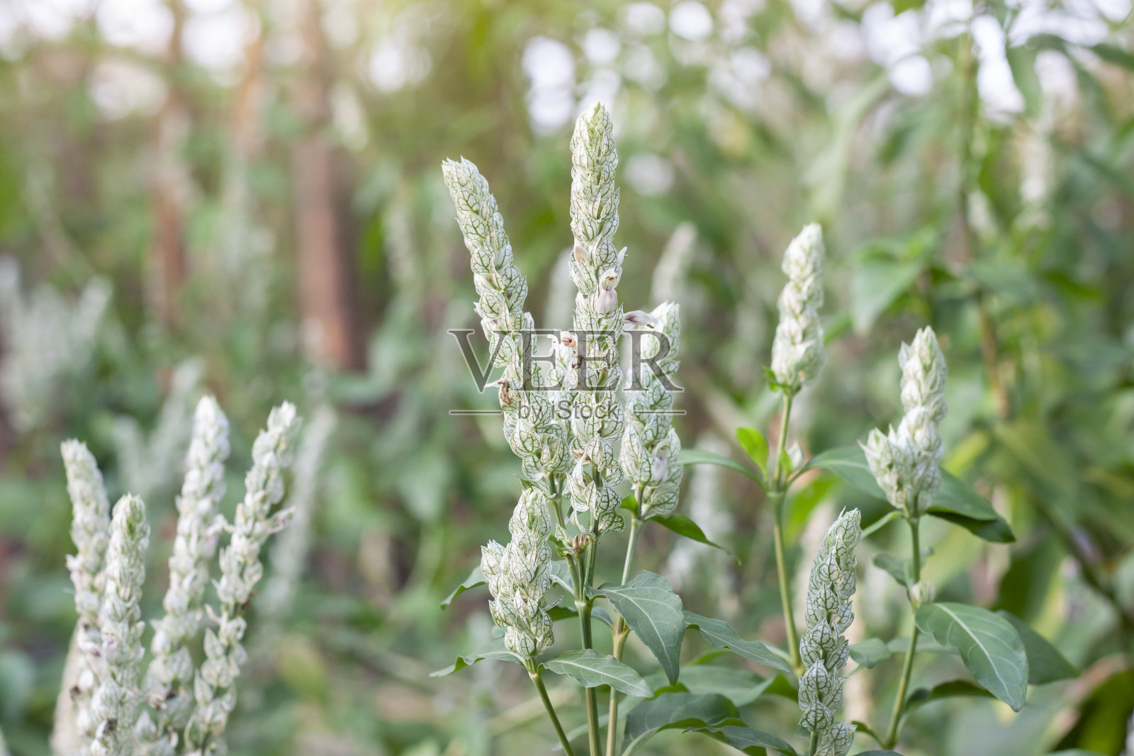 白虾属植物或白虾属植物是一种泰国草药，用于愈合伤口和帮助解毒。照片摄影图片